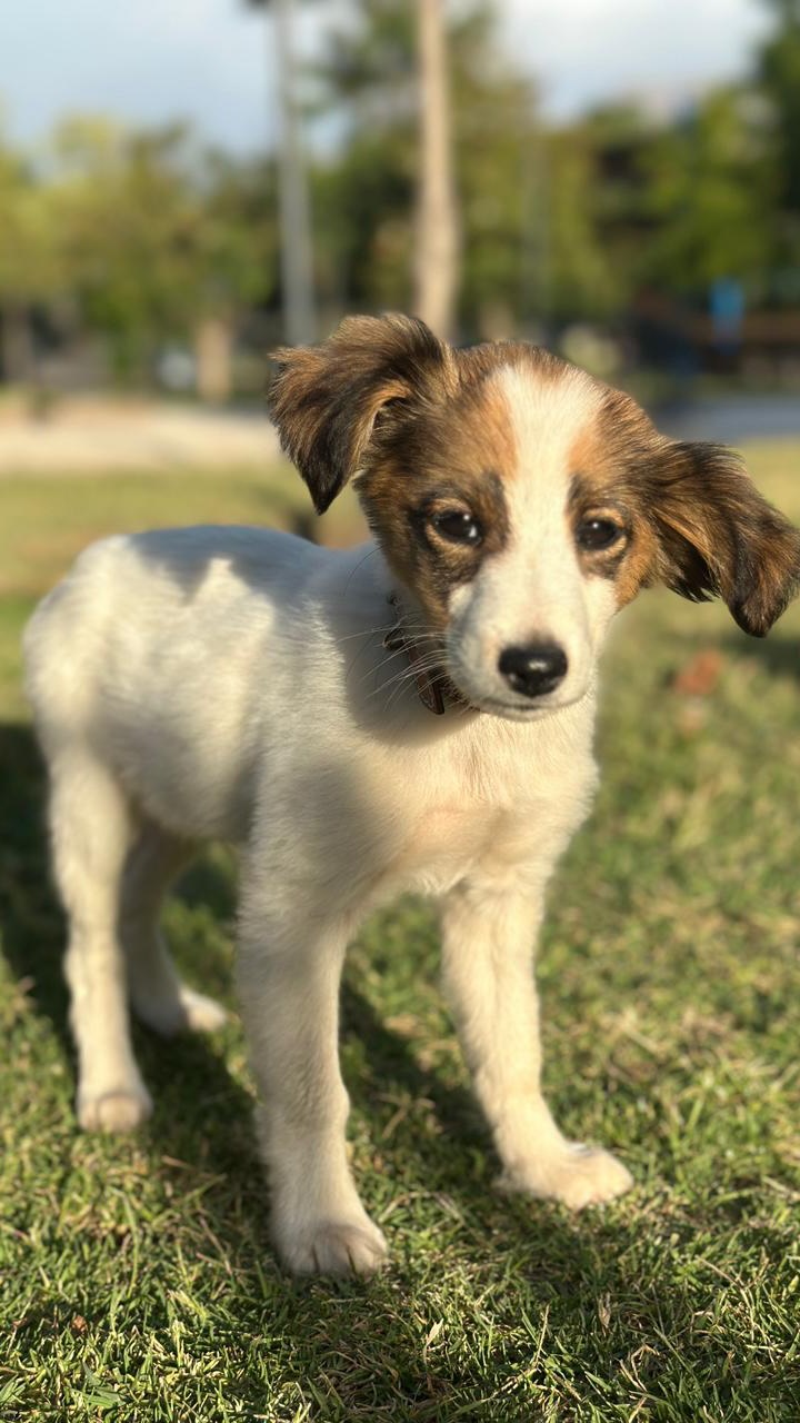 ¡Un final feliz para Tam-Tam y Blueberry!
Durante la noche de camping en el lago de nuestros LITs (Leaders in Training) en Mákemáke, los niños encontraron a dos perritos perdidos en el lago. Los rescataron y les pusieron nombre: Tam-Tam y Blueberry se convirtieron en los favoritos del campamento.
¡Y la historia se pone aún mejor! Un familiar adoptó a Blueberry, y nuestra querida consejera Costi adoptó a Tam-Tam. Ahora, ambos están en hogares llenos de amor.
¡Gracias a nuestros campistas por su compasión y a nuestras familias adoptivas por abrir sus corazones! 🐾❤️ #campmákemake #DogLover
________________
A happy ending for Tam-Tam and Blueberry!
During the lake camping night of our LITs (Leaders in Training) at Mákemáke, the kids found two stray puppies by the lake. They rescued them and gave them names. Tam-Tam and Blueberry became camp favourites.
And the story gets even better! A family member adopted Blueberry, and our dear counselor Costi adopted Tam-Tam. Now, both are in loving homes.
Thanks to our LITs for their compassion and to our adoptive families for opening their hearts and homes!
🐾❤️ #dogsofmakemake #