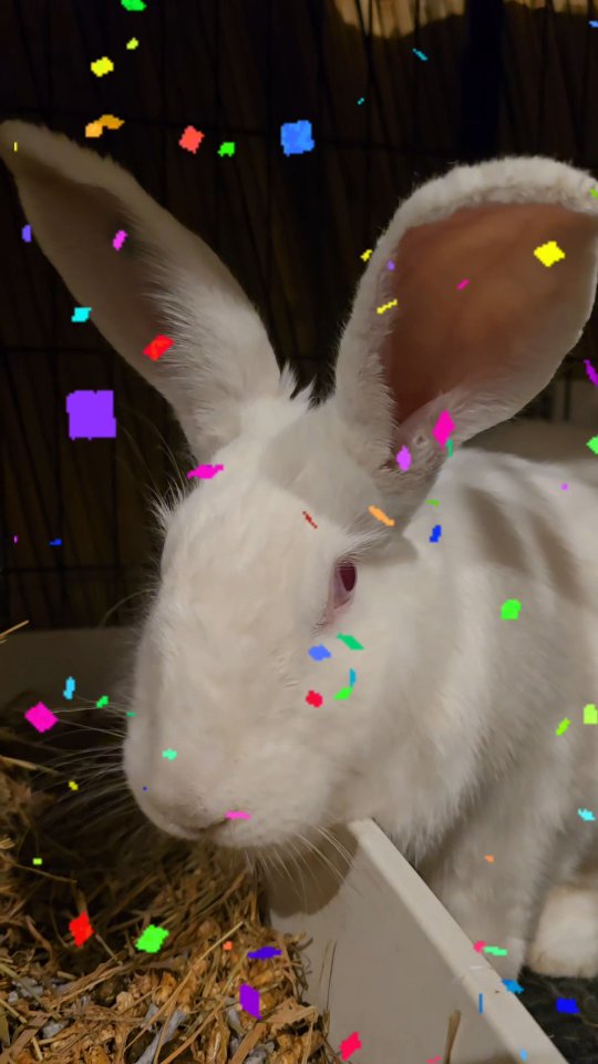 This is a lovely giant girl!! Ruby!! She is very sweet, also overcoming some traumas from the past but now opening up and showing her cuteness, happy to have you in our place 🥰🐰
#thecoolbunnysitters #petsitting #bunnylovers #bunny #petcare