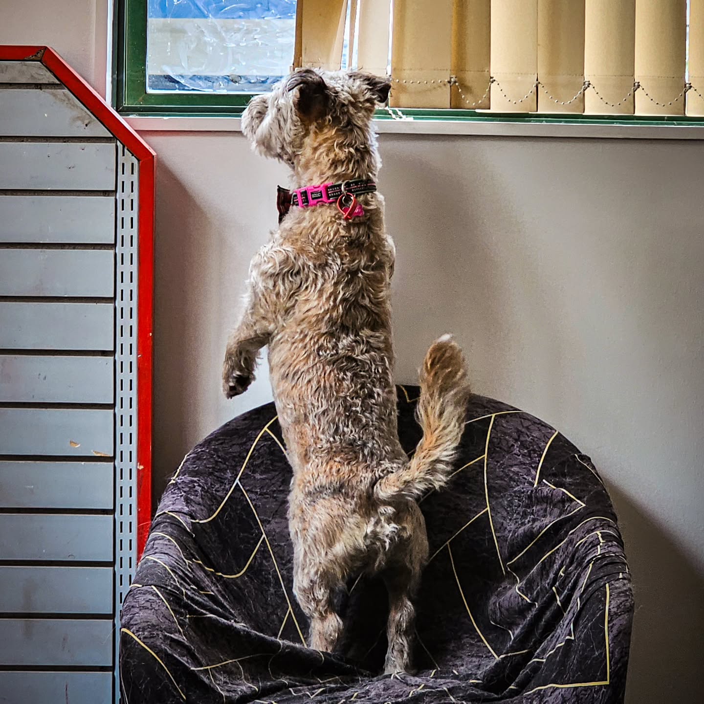 Factory ride height.
No lift kit.
No visibility. 😅
Who else is out here maxing out the seat height? 🙋♀️
Short girl problems. 🛠️
#shortgirlproblems