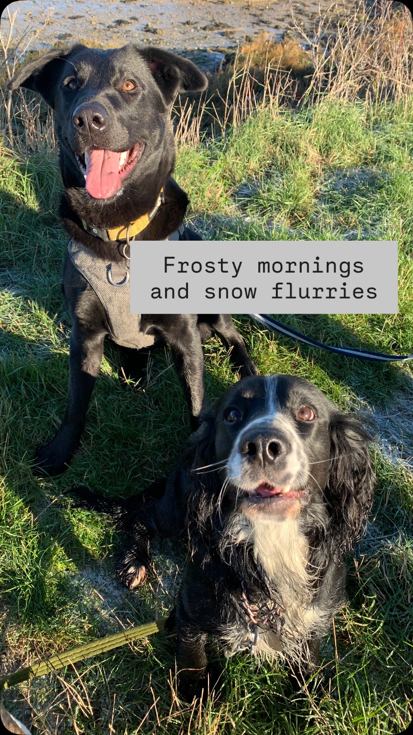 ❄️ It’s been so nice to see everyone back to loving walkies!! Our pups so far this new year… have been enjoying the frosty ground and with snow trying to start we are excited for the rest of the week.
We’ve had new doggies start walks, drop lead achievements, lots of jumpers to put on and a whole lot of fun! 🐾
#dogwalker #professionaldogwalker #dogwalkergreatwakering #dogwalkerrochford #petcare