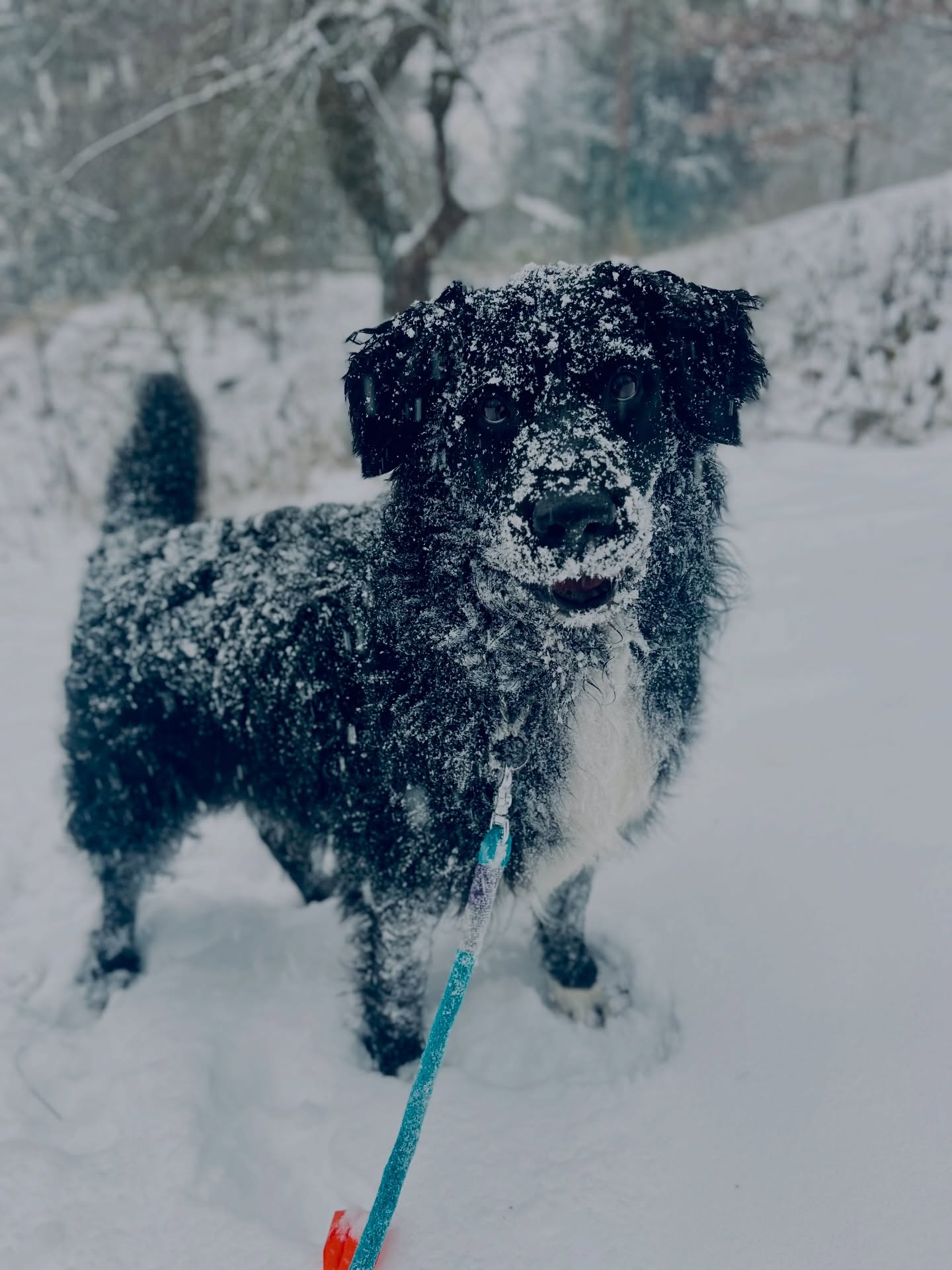 Naše nejoblíbenější období 💙 a co vy a sníh, můj manžel by asi nejradši zalezl do jeskyně a vylezl až bude zase 25 stupňů 😳🤨 no a malá? Ta má problém se vším a vždycky, takže zase z toho vychází Apollo nejlépe 😀💙
#snowprague #winter2026 #dogsnow #mixdogbreed #mixbordercollie