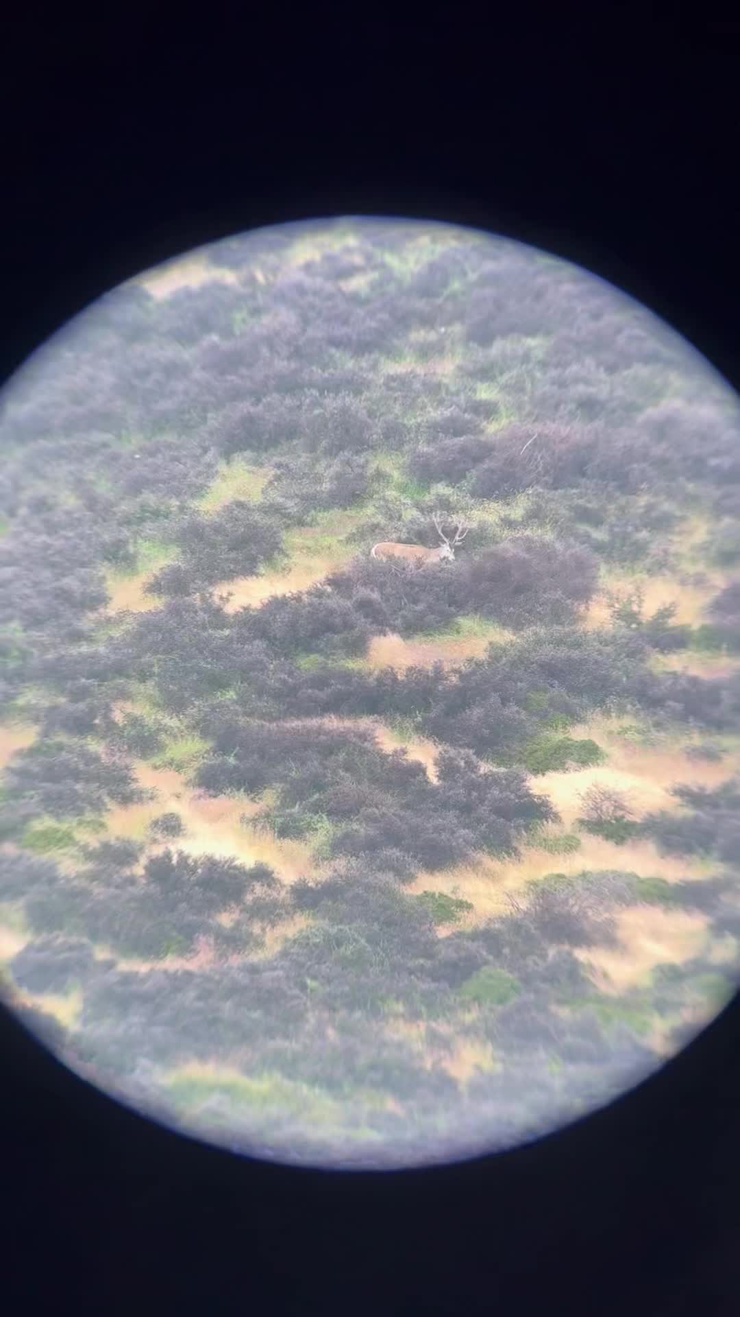 Freerange Red stag almost ripe for picking. #freerangehunting #outdoorlife #huntingseason #freerangemeat #outdoors #huntergather #hunting #nzhunting