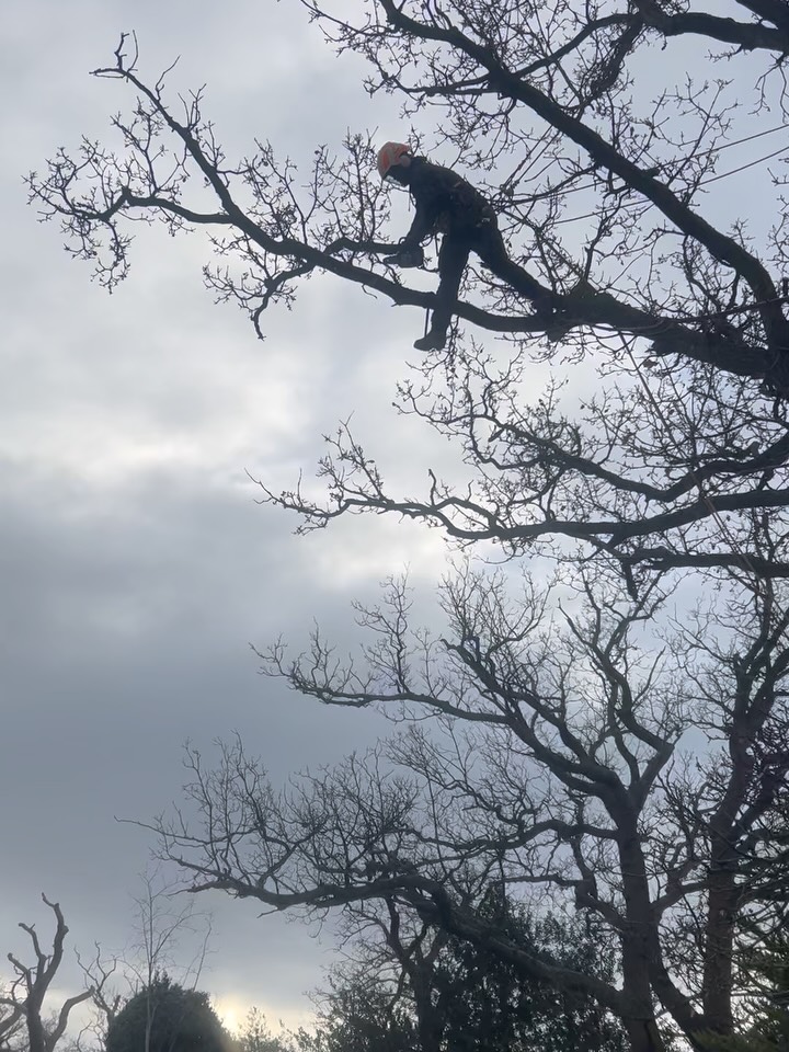 Great few days @outtheretrees #training for the #chainsaw from rope and harness assessment. Both lads passed and mostly stayed dry! #arborist #treesurgeon #arboriculture