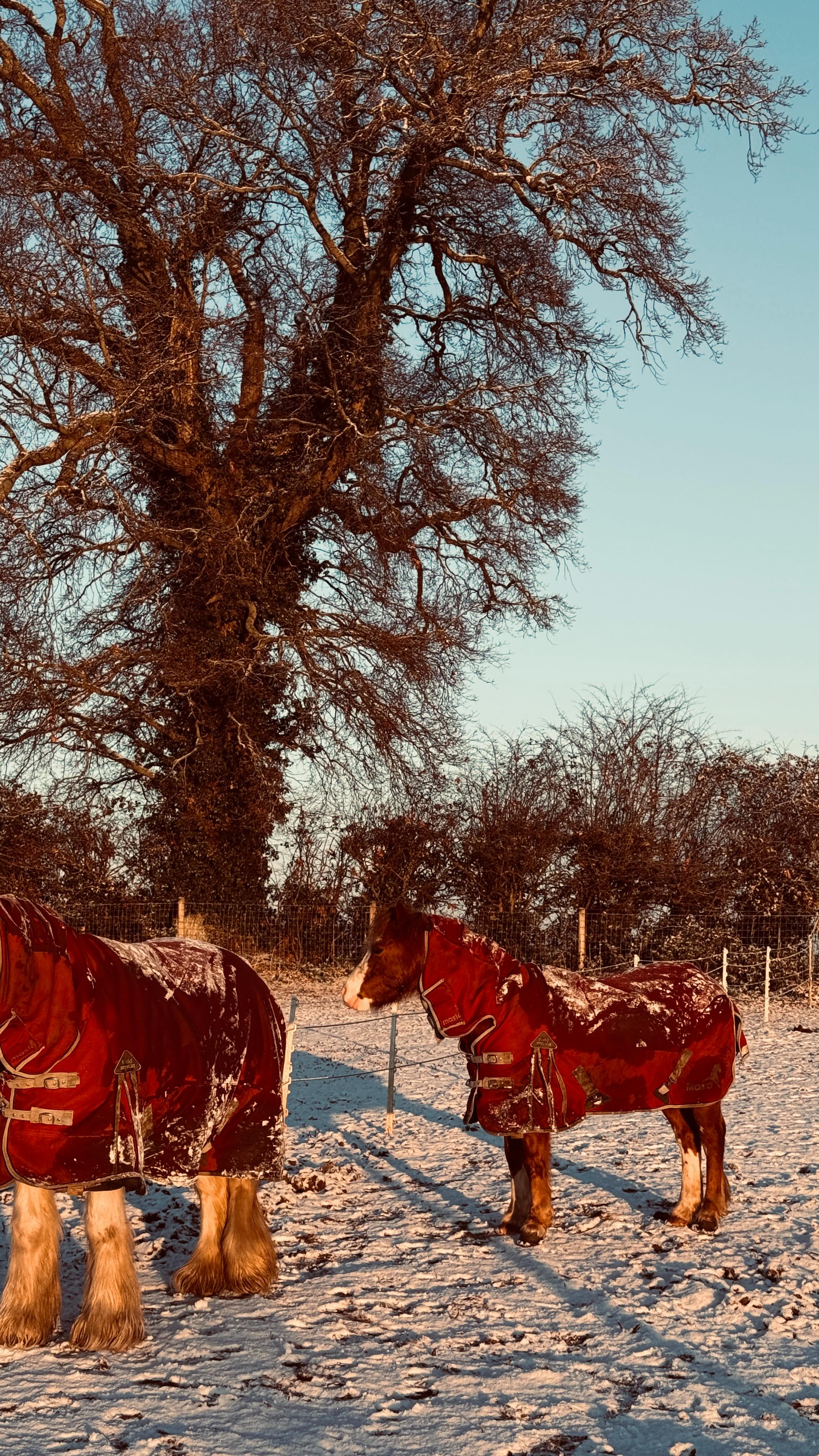 🚨🚨New Podcast Episode Out Today 🚨🚨
Available on all major podcasts players, just search Lets Talk Horses
This weeks episode is all about why adding a movement practice into our routine, even 5 minutes of one can super charge our riding….