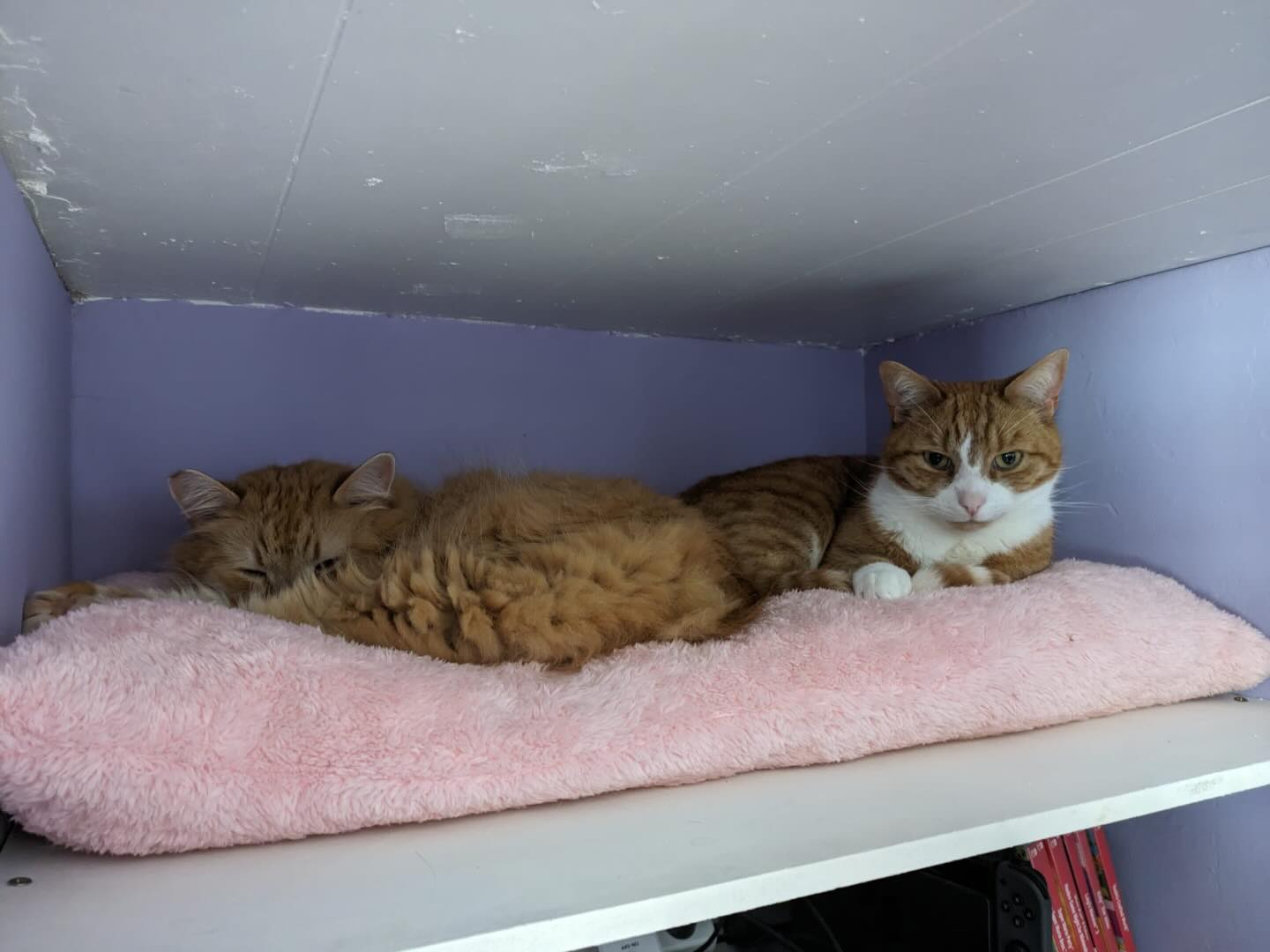 The boys are taking a Saturday off, but will resume packing and posting your orders tomorrow 😍
Check out our website for our January sale 🥰