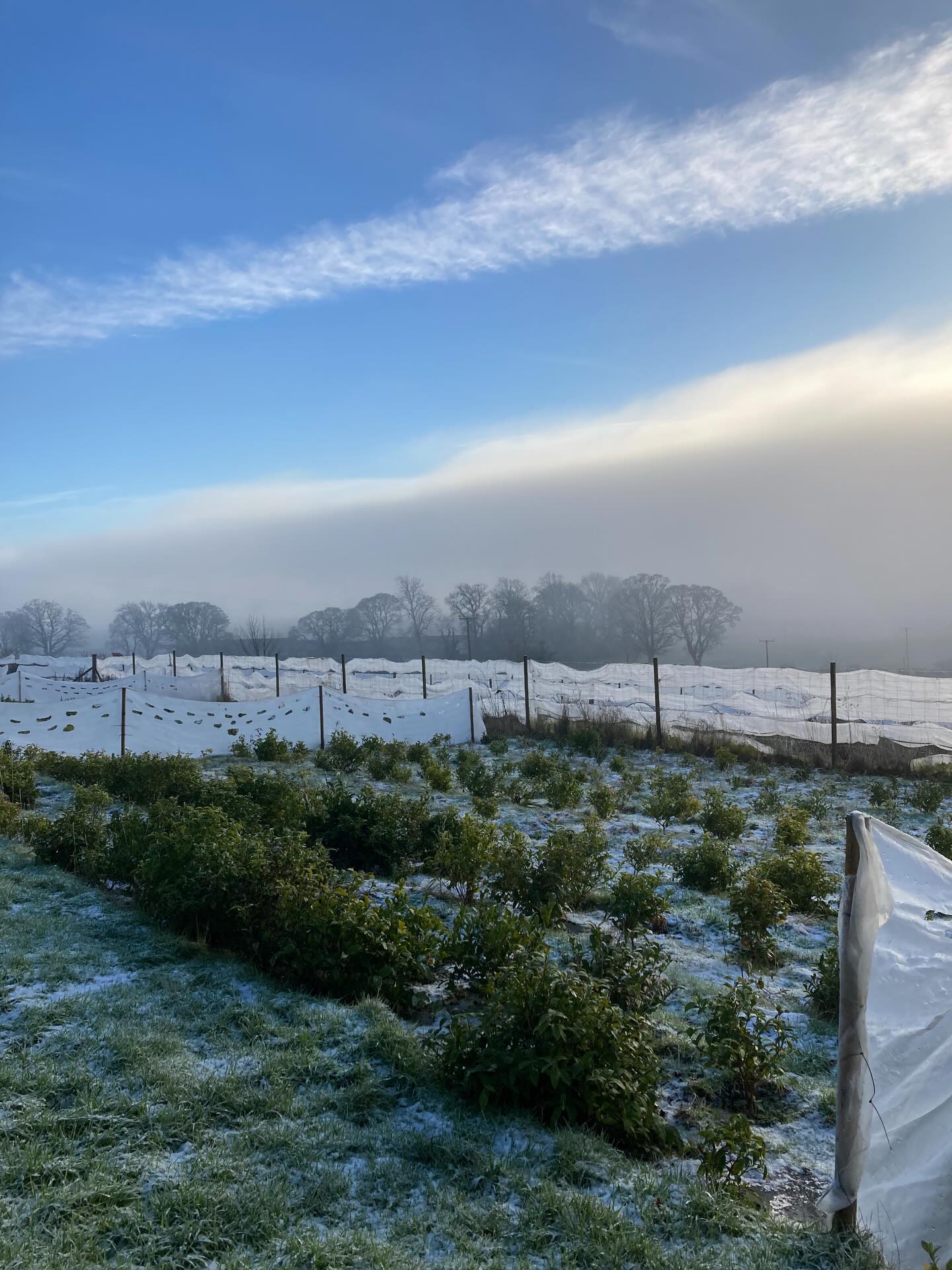 Baltic cold and very beautiful! Hard frosts and photo 2 shows the frost rimmed hall mark serrated edge of our camellia sinensis. You can see the frosted browned flower bud that never made it before winter.
Early afternoon and the mist spilled into the valley and softened the sunlight for an arty moment (photo 3) - And photo 4 we crossed the valley and headed above the mist up Haystons hill Glamis so we could look back across the valley to our tea garden below the woods submerging in the mist in the last photo!
Stay warm and drink lots of cosy cups of tea as the weather is not letting up yet!
🌱
🌱
🌱
#kinnettlesteagarden #tea #kinnettlesgold #finetea #teagardensofscotland