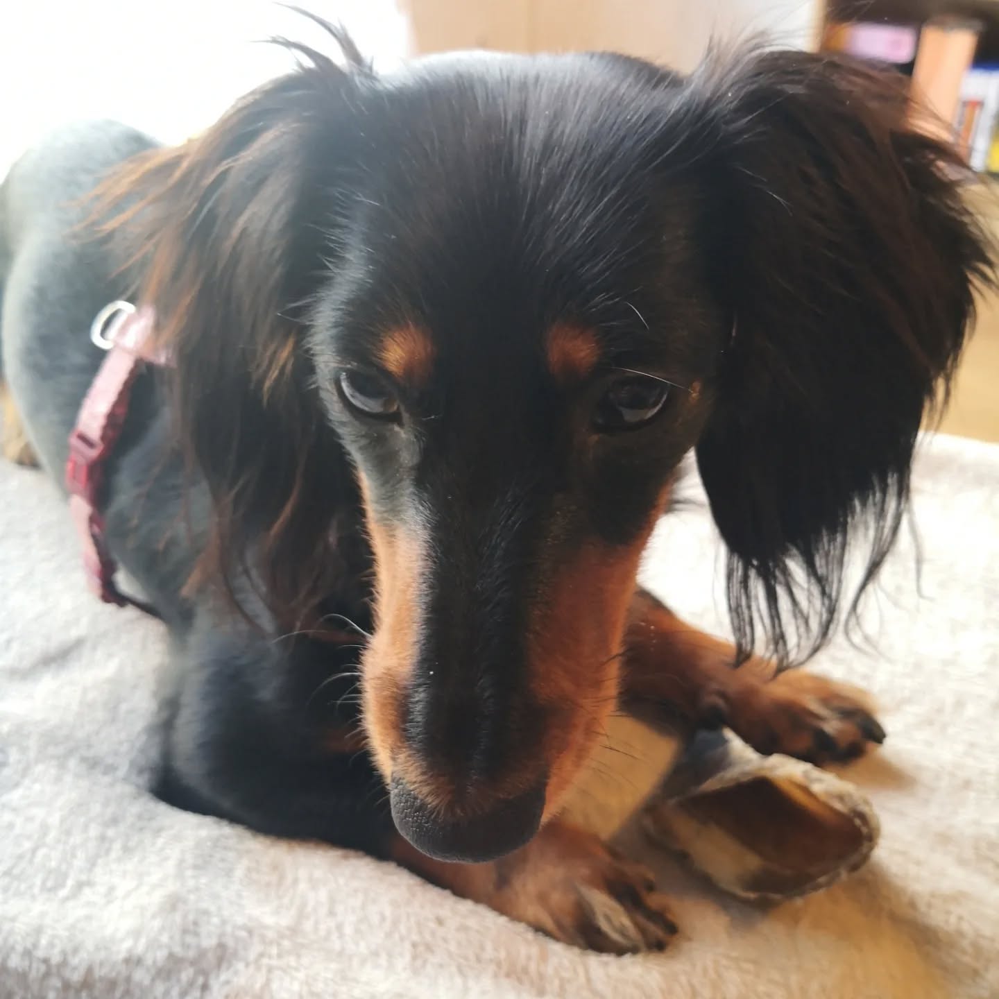 Ptice, Teckel Naine De 11 mois en bilan. Une petite sensible à qui on redonné confiance après avoir été tripotee par plein d'inconnus.