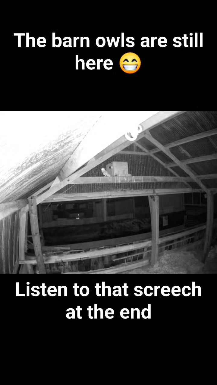 The barn owls are still on the farm