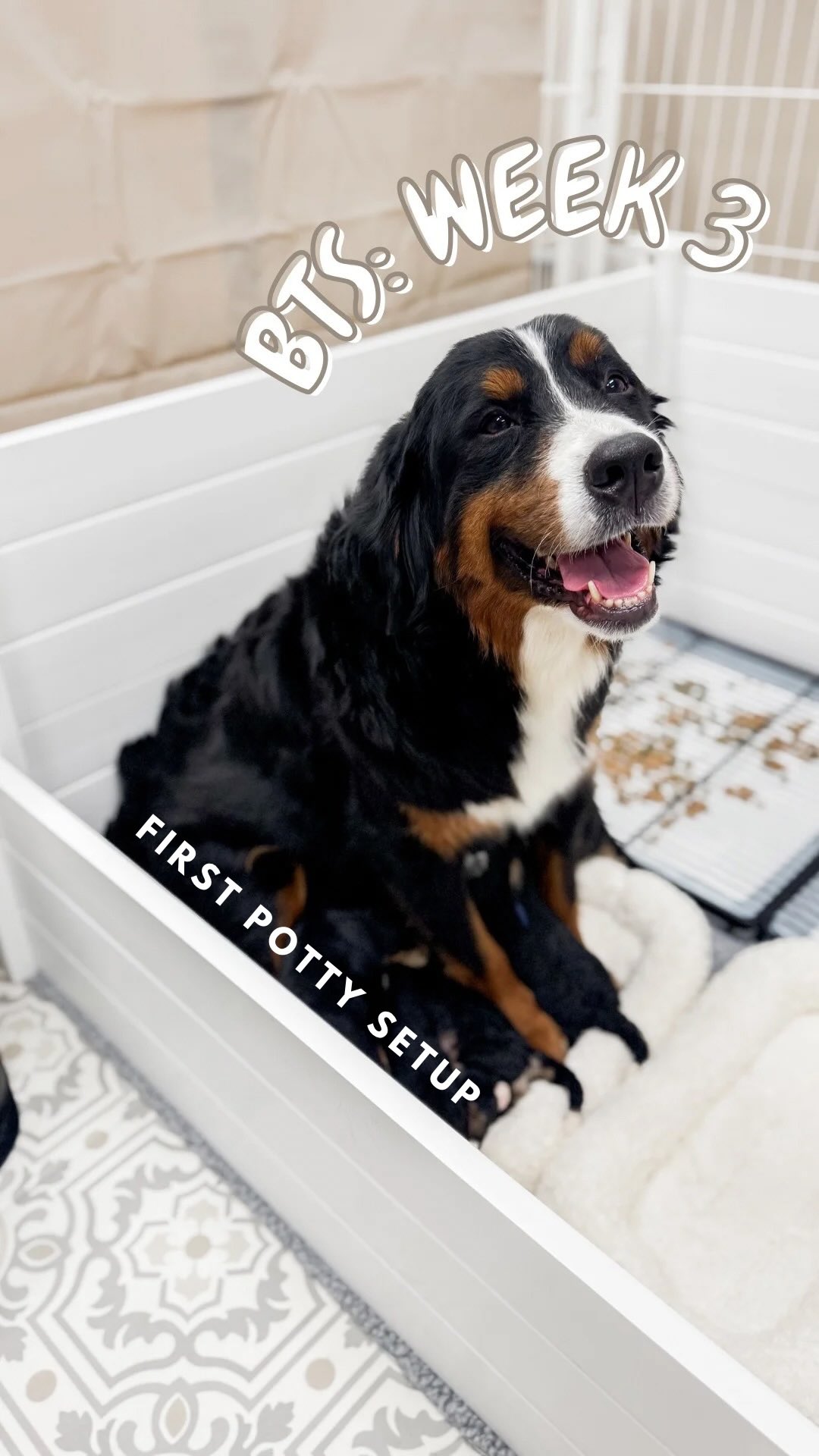 A little vlog of upgrading our 3-week-old Bernedoodle puppiesโ pen + adding their potty area ๐ถ
Featured here: Opal + Buckโs Valentineโs Day ready Mini Bernedoodles ๐
We still have a few spots open on their list, so letโs chat if youโve been waiting for the right timing ๐ค
This year Iโm really trying to move out of stories and into more reels on my feedโฆ even though Iโm very much still figuring it out ๐
After 10 years of breeding, this kind of stuff feels so normal to me that I forget it might actually be interesting to watch.
So tell me, more of this? Iโm listening ๐โจ