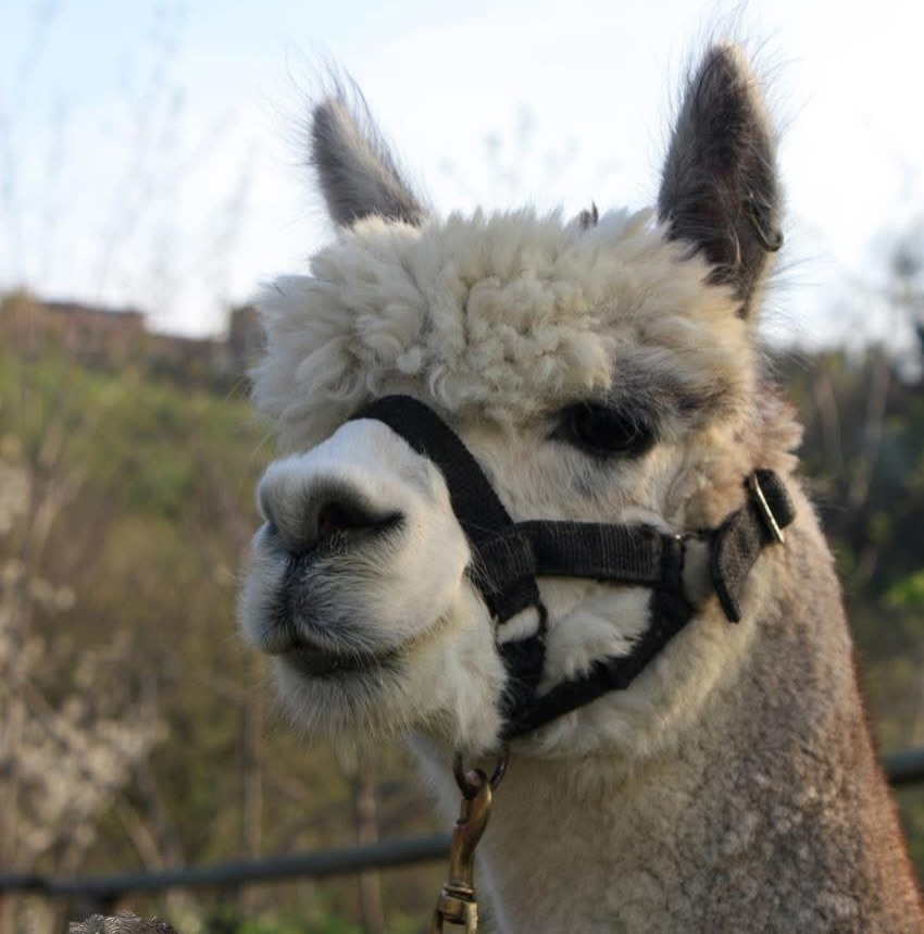 Oggi ci ha lasciato il nostro Gerado, a 20 anni di età.
La sua condizione nelle ultime settimane stava peggiorando, sapevamo che probabilmente non avrebbe superato l’inverno e così è stato.
Gerado è nato in Australia ed è poi stato venduto in Nuova Zelanda quando aveva sei mesi. Abbiamo acquistato Gerado quando aveva 7 anni ed è stata la nostra prima importazione dalla Nuova Zelanda, quella che ha dato il via a tutto il nostro percorso di selezione. Alcuni suoi figli e figlie vivono tutt’ora qui con noi.
Gerado è stato uno di quegli alpaca dalla salute di ferro, con noi da 13 anni non ha mai avuto bisogno di cure o assistenza di nessun tipo e fino a ieri sera mangiava tranquillo la sua razione serale.
Era un alpaca gentile, in mezzo ai bambini rimaneva immobile come una statua e si lasciava toccare senza dare segni di nervosismo, accompagnava bambini molto piccoli e persone con disabilità in brevi passeggiate perché con lui si poteva stare veramente tranquilli.
Non ce ne sono molti come Gerado e siamo stati felici di averlo avuto con noi in questi anni.
Ci mancherà ♥️
#alpaca #farmlife