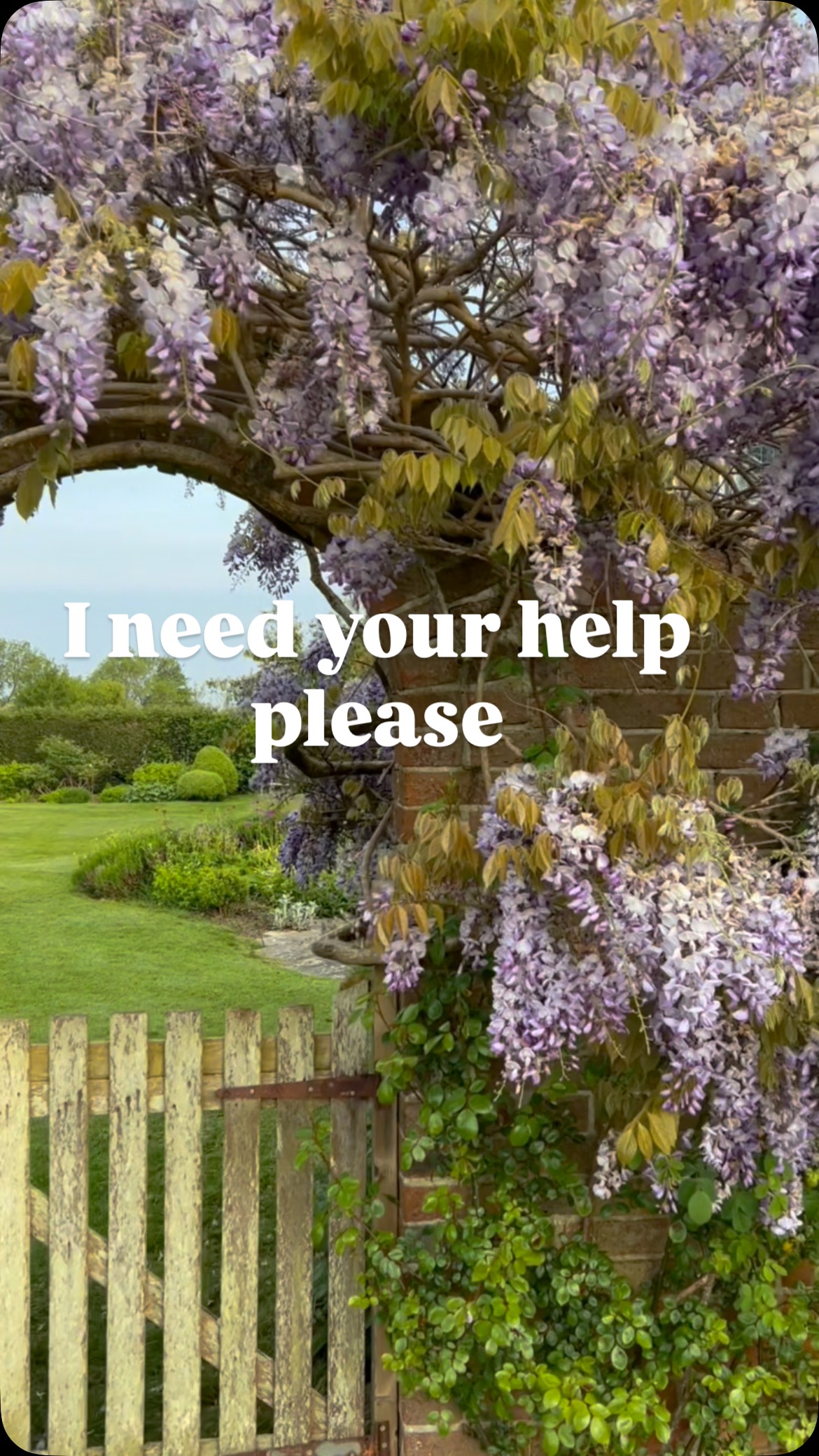 Right it’s time for planning and I need your help please. Do I find another wisteria as I loved this one so much or is there something else that will scramble over the new arch and bring as much scent, colour and joy? Comments below please 🙏 ⬇️ #wisteria #gardening