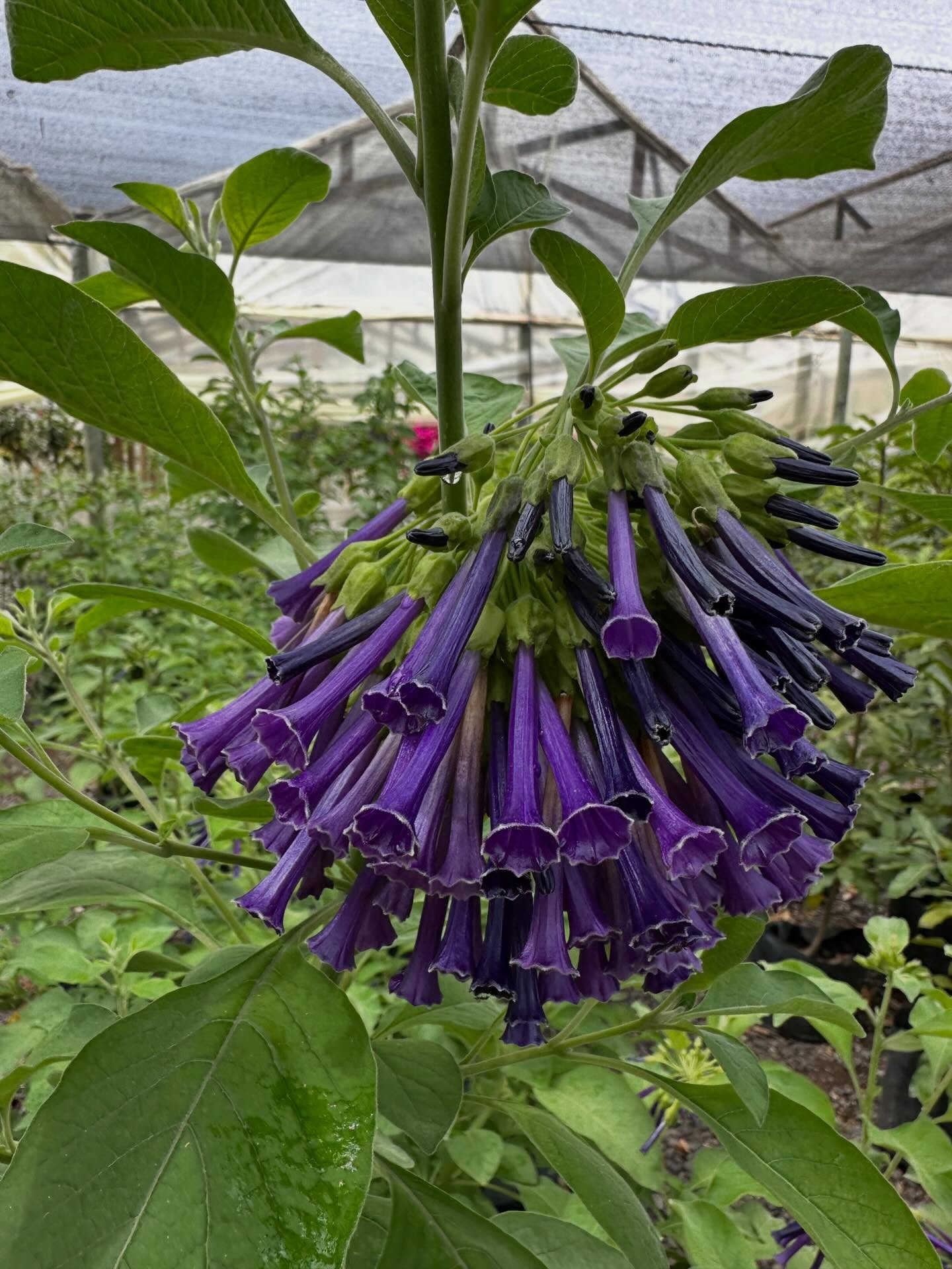 IOCHROMA