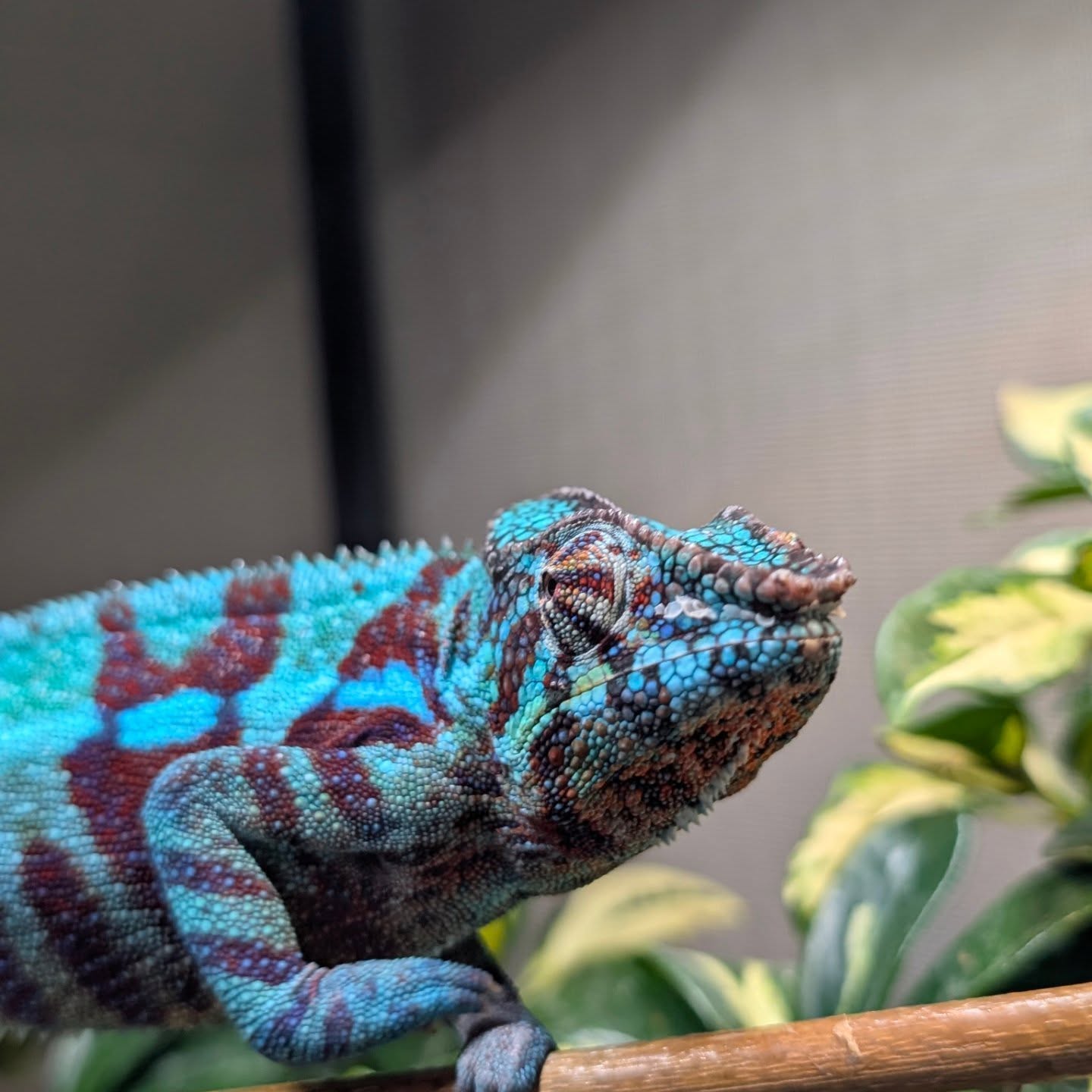 📍 WEST PALM BEACH — THIS ONE’S FOR YOU! 🌴
Happy Chams is headed to Reptilian Nation Expo in West Palm Beach 🗓 February 14th & 15th
To all my WPB followers — come see us in person!
Meet our stunning chameleons, chat care, and see what makes Happy Chams… happy. Yes, Reef will be there.
💚 GIVE THIS POST A HEART
👥 TAG someone who’s been dreaming of a chameleon
✨ I’ll randomly pick from the tags & register you for some Happy Chams swag at the expo!
Who’s coming?! 👀🦎💚