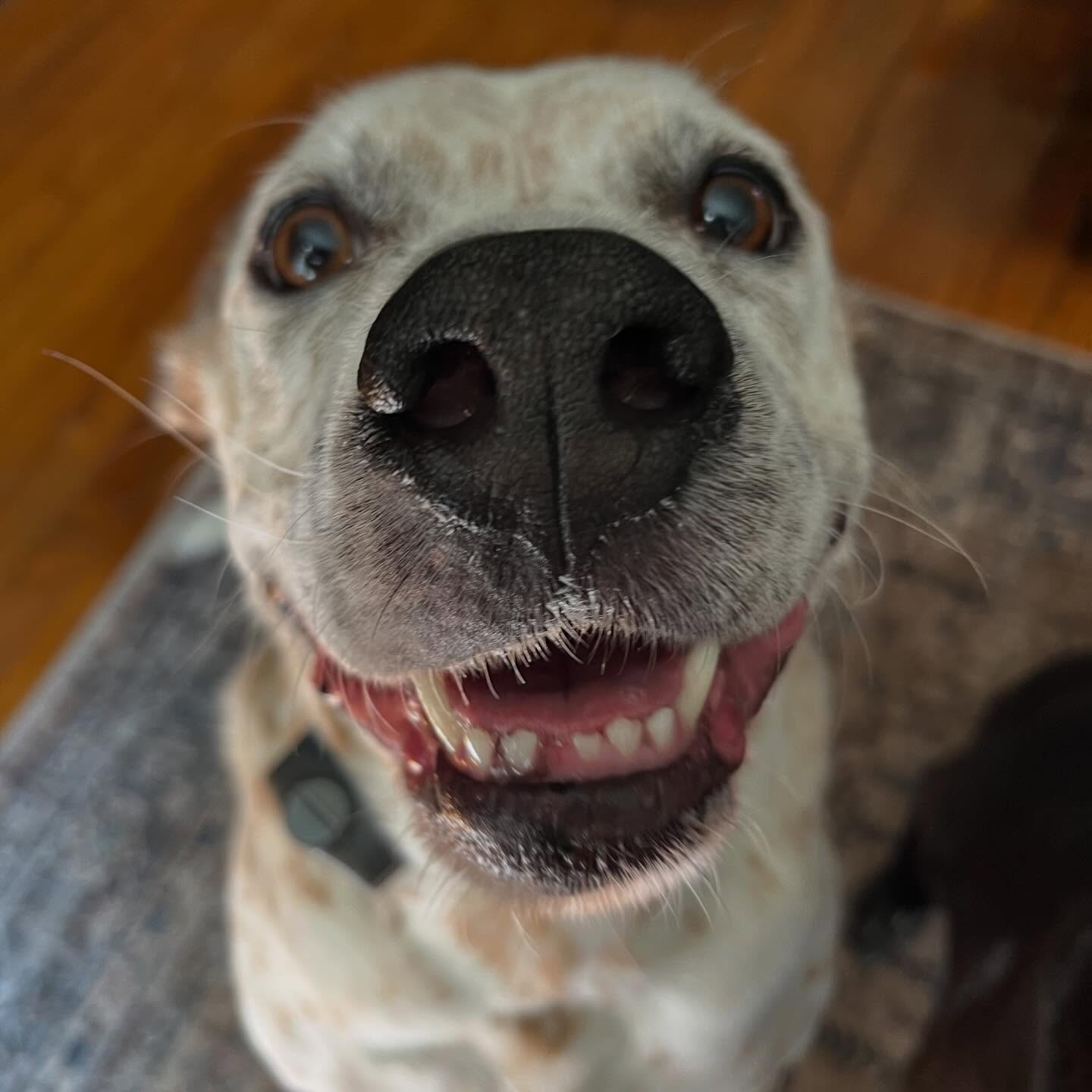 Dillan & Madison & Lilly - whom I lovingly refer to as Dill Pickle, Maddy-Mads, and Lil were such amazing hosts when I stayed with them back in September that I can’t wait to go back!
Dilly Dill was a monster kisser. You cannot get far without him covering your entire face, neck, ears, and hands with kisses.
Mads was a little shy at first but once the cookies come out, she did too - and she did not disappoint with the snuggles and the smooches.
Lil was very selective about the time she allowed me to have with her but once outside in the sunshine, she spilled all the tea on the neighbors!
Can’t wait to see you all again soon!