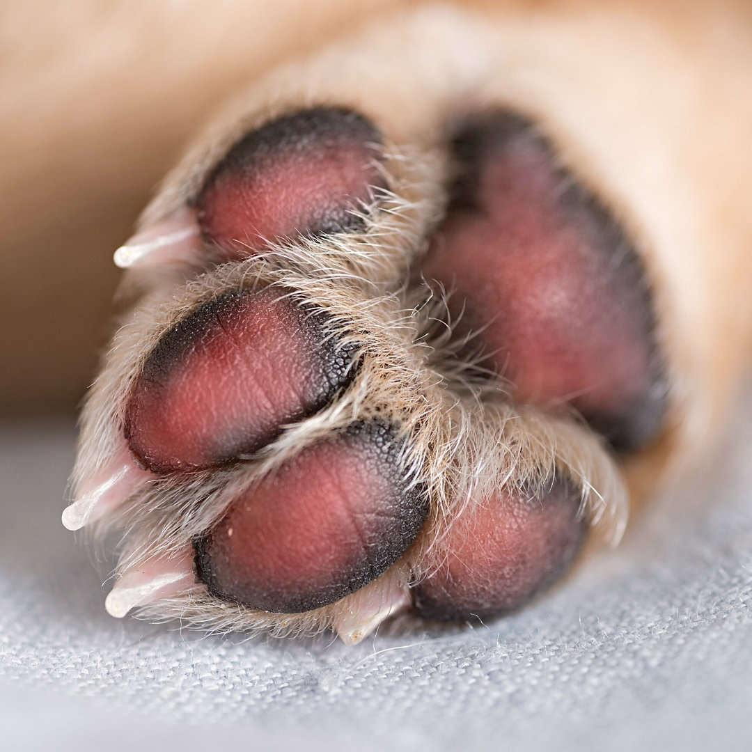 🐶☀️ With summer in full swing, it's vital to keep our furry friends safe! Did you know that leaving your dog in a hot car can lead to devastating consequences? Even at just 23°C, a car can turn into a dangerous oven. 🥵 Let's prioritize our pets' safety! This summer, remember: NEVER leave dogs in the car! 🐾❤️ #DogSafety #SummerVibes #PetLovers Link in Bio