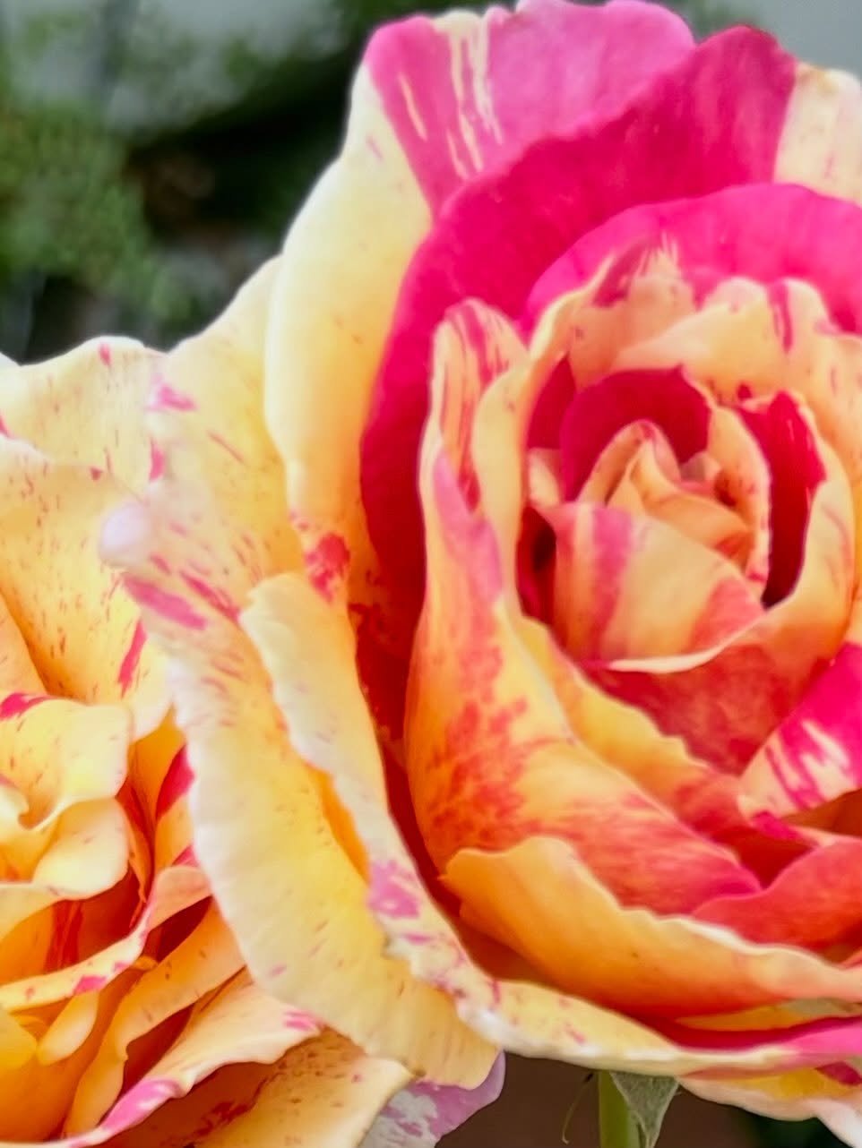 A carnival of summer flowers…