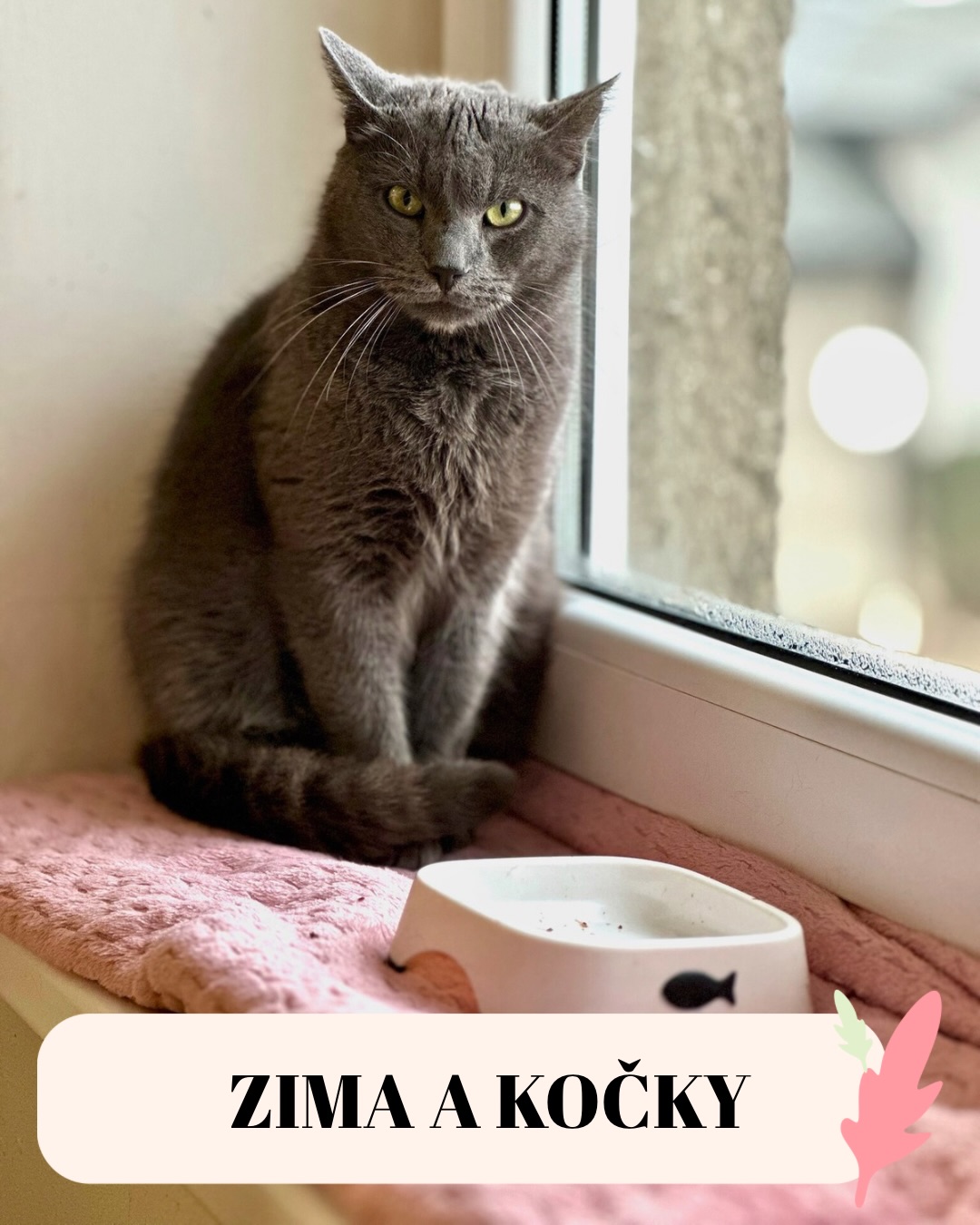 Venku je takové to počasí, že i naše největší divošky se rozhodly, že jejich revírem je momentálně radiátor. ❄️🚫
Pojďme si přiznat, že leden je náročný. Světýlka zhasla, dny jsou šedivé a energie je na bodu mrazu. Ale my ve Šklíbě máme tajnou zbraň proti lednové depresi. Říkáme jí „kočičí termofor“. 🌡️✨
Víte, co je na kočkách v tomhle období nejlepší? Že mají neuvěřitelný radar na to, kdy vás začne zábst na nohou nebo na duši. Stačí si sednout, přikrýt se dekou a do tří vteřin máte na klíně vrnící motor, který topí lépe než ústřední topení. 🔊❤️
Naši svěřenci v útulku se teď nejradši shlukují do „kočičích sendvičů“ a vzájemně se zahřívají. Je to pohled, který zahřeje u srdce i nás, i když zrovna bojujeme s horou papírů.
Jak to máte vy? Už u vás doma probíhá „bitva o deku“, nebo vám vaši chlupáči velkoryse přenechají aspoň jeden roh, aby vás mohli zahřívat? Napište nám, kolik stupňů má váš kočičí termofor! 👇😻
Terka ze Šklíby🐾