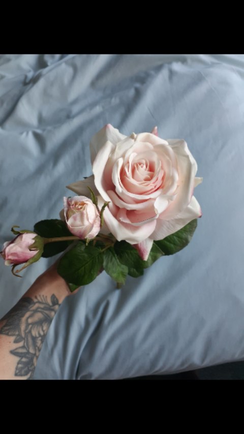 I bet you were all on the edge of your seats waiting for another episode of "trash faux flower versus top-notch faux flower".
Two very different artificial flowers, two VERY different prices.
The cheap one can serve as a good filler flower in a large ground arrangement or suspended/arch arrangement but the colour is not very natural and it feels plasticy. Versus the expensive rose that is a silk rose with a latex layer, that makes it feel like real petals (these are named real-touch artificial flowers). This expensive one is hand painted and you can see the attention to detail on the petals, on the flower, the buds and the colour of the leaves.
#meadowandtea #fauxflowersofinstagram #fauxflowersnz #artificialflowers #artificialflowersnz