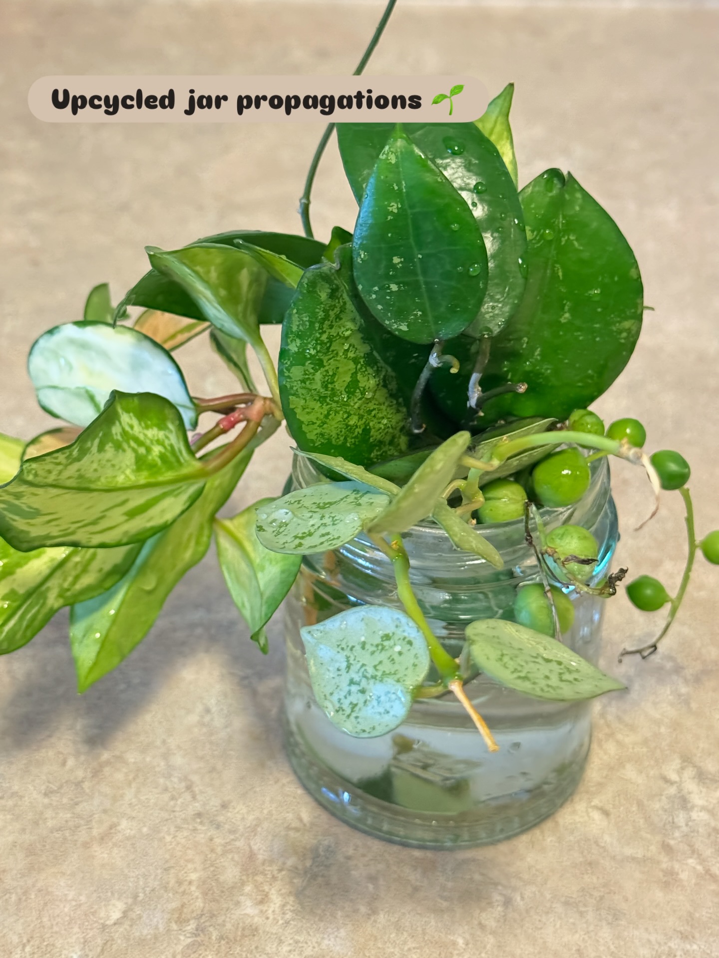 There’s something tender about watching new roots find their way in an upcycled jar. A reminder that growth doesn’t need fancy tools!
Whether you’re rooting your first or your fiftieth, I hope this reminds you that sustainable plant care can be simple, accessible, and deeply joyful.
Let me know which plant you’re rooting for ✨🌱
#HoyaPropagations
#Upcycled
#RootingJoy