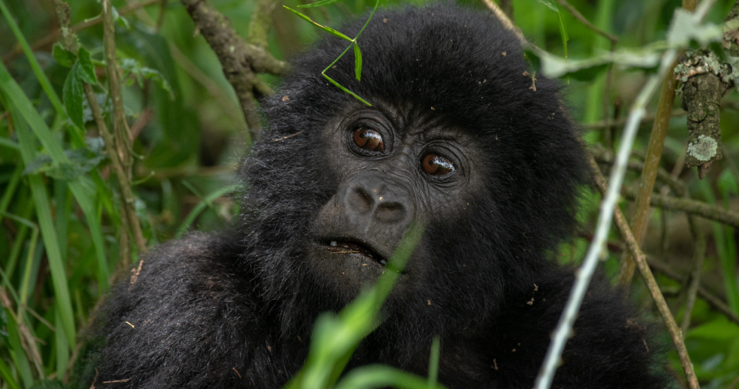 🌿 Escape the ordinary and embrace the extraordinary! Our Scheduled Safaris showcase the best of Uganda in just 8 or 11 days. Gather your friends and let’s make magic happen! 🎉🔗 Reserve your adventure at https://wix.to/U38uYdY #GroupSafari #Gorillatrekking #LetsGoAdventure