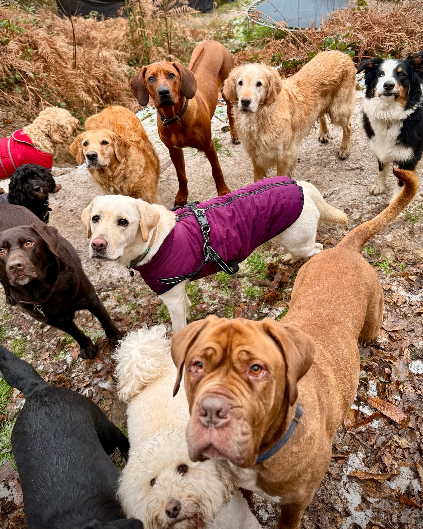 Frosty days at Duncan’s ❄️
#DuncansDoggyDaycare #Duncans #DDD #DuncansDogCo #DoggyDaycare #DoggyDaycareLife #SurreyDogs #SurreyDogCare #LondonDogs #LondonDoggyDaycare #SurreyPetServices #DogsofSurrey #dogsoflondon
