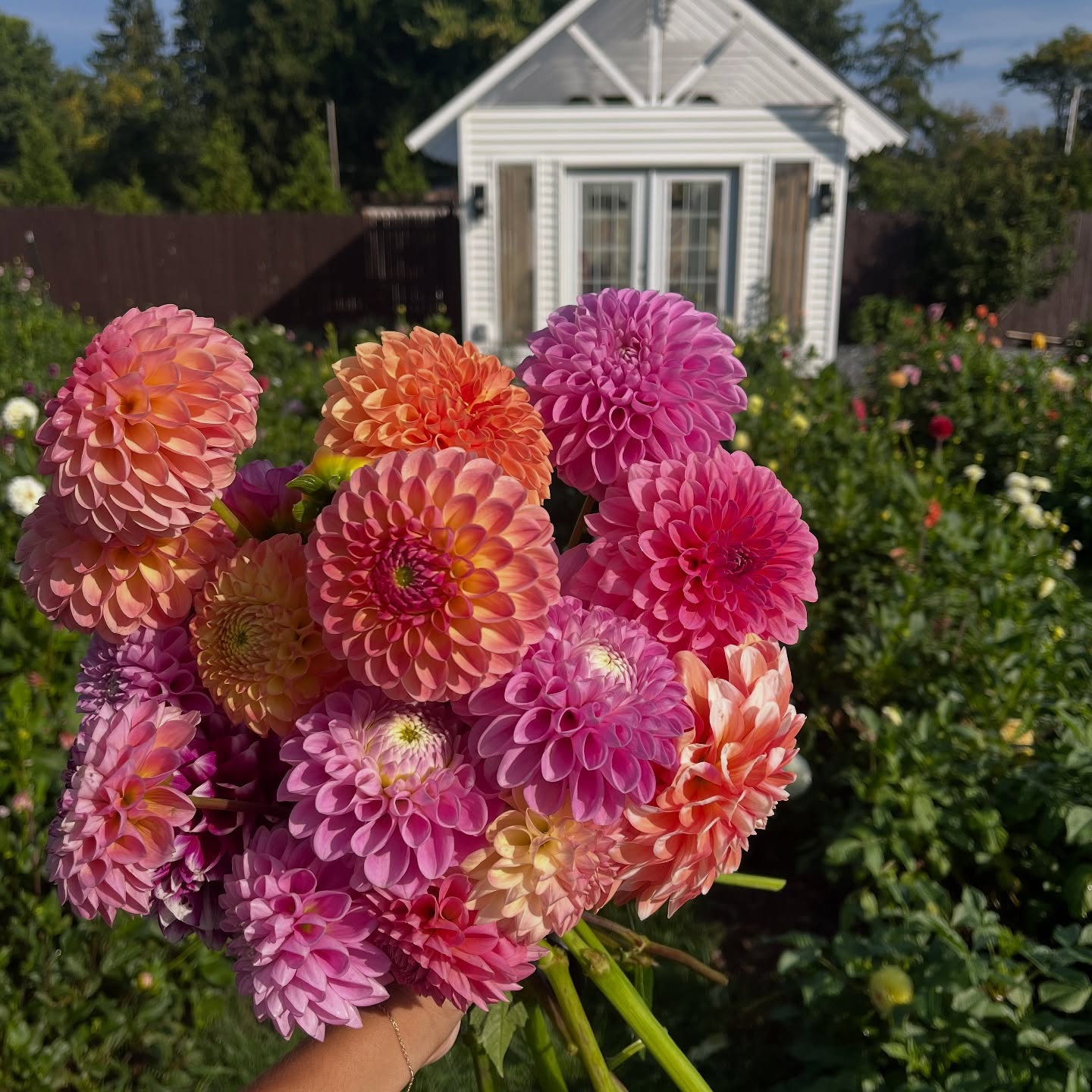 When your wedding florist is also the grower - fresh cut, home grown flowers designed at their peak.
My designs begin with what’s growing right here on site, thoughtfully sourced before anything else ❤️