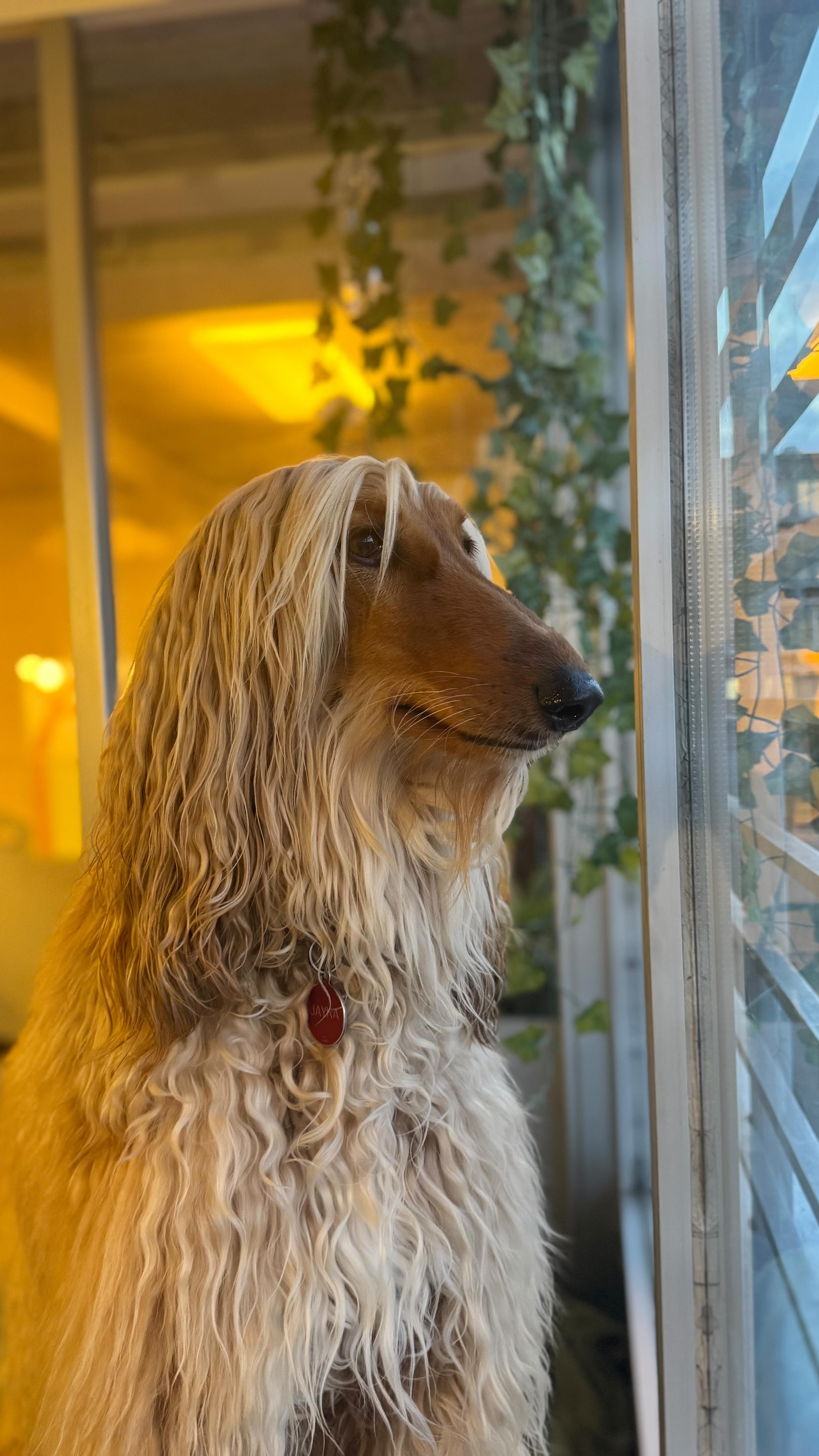 Two blondies having the most fun 👱♀️👯♀️
#afghanhound #goldenretriever