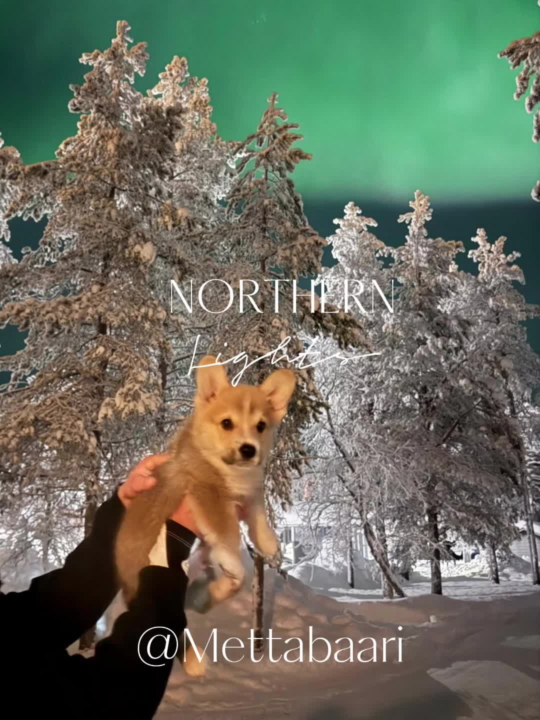 Oli muuten eilen upeat revontulet myös Mettäbaarilla 🌌
Winston oli ihan ihmeissään – eikä ollut ainoa 🐶✨
ㅤ
Iso kiitos kaikille teille, jotka kävitte meillä jopa −35 asteen pakkasissa.
Se lämmitti 💚🔥
ㅤ
Tervetuloa uudelleen!
ㅤ
We had absolutely stunning Northern Lights at Mettäbaari yesterday 🌌 Winston was completely amazed – and so were many others 🐶✨
ㅤ
A huge thank you to everyone who came to visit us even in −35°C temperatures. That truly warmed our hearts 💚🔥
ㅤ
Hope to see you again soon!
