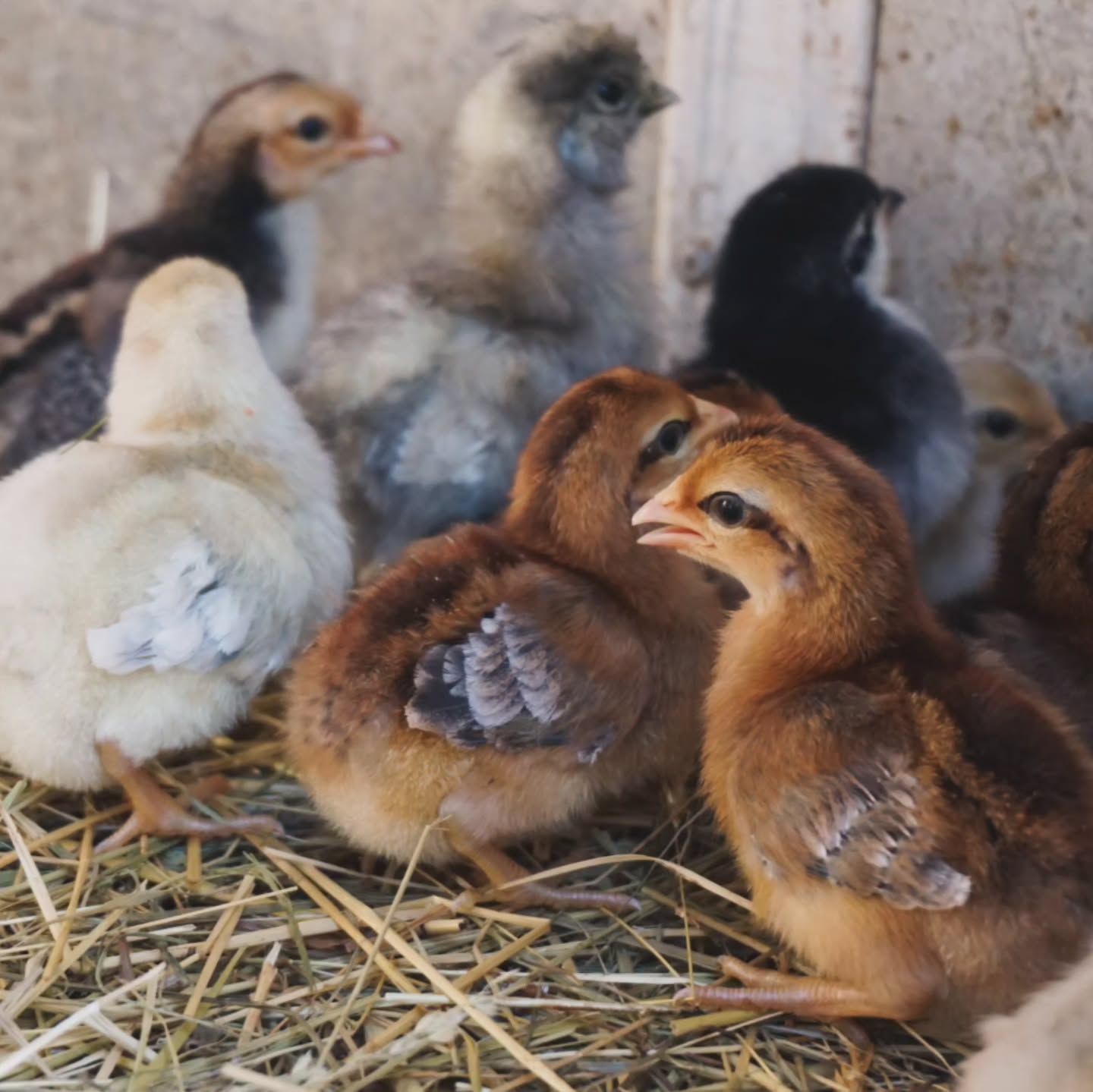 Seltene Geflügelrassen bewahren & erleben✨
Bei mir findest du Bruteier, Küken und Junghennen von über 30 seltenen bis stark gefährdeten Rassen.
(📦 Bruteier werden sorgfältig verpackt - Versand wöchentlich möglich!)
Für alle, die das Besondere lieben und echte Raritäten im Stall möchten. 🍀🐣
___________________________________________________________________
𝗩𝗲𝗿𝗳ü𝗴𝗯𝗮𝗿: Bruteier 🐣, Küken 🐥, Junghennen 🐓.
Mehr Infos auf:
𝗵𝘁𝘁𝗽𝘀://𝘄𝘄𝘄.𝗯𝗿𝗼𝗵𝗼𝗹𝗺𝗲𝗿-𝘇𝘂𝗰𝗵𝘁.𝗰𝗼𝗺/
Instagram & TikTok @huehnerwelt_rauch
Facebook @rauchs_huehnerwelt
___________________________________________________________________
Liebe Grüße und alles Gute
Euer Gabriel von Rauchs Hühnerwelt
#rassegeflügel #hühnerzucht #küken #Bruteier #chickenbreeder