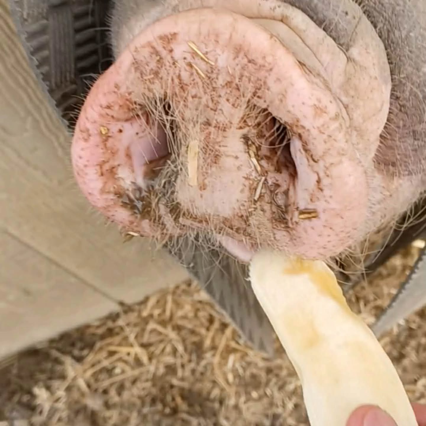 Ping says, "Treat yourself to a 'nana every once in a while."
#meishan #housepigatanysize #pigsofinstagram #piggy #bigpig