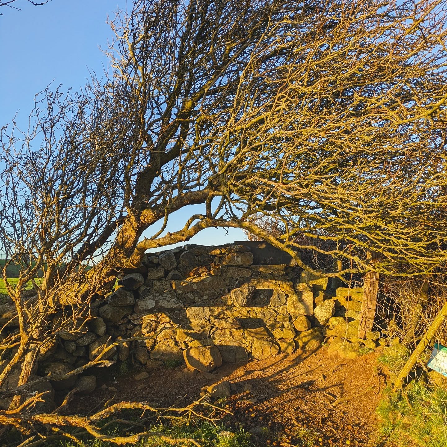 Is it possible to have a favourite stile?
I think so.. and this is mine.
A beautiful stone stile in North Wales overlooking the sea. Framed by a crab apple tree, cemented with pennywort and neighbours with a gorse hedge. A stile with gifts. Every visit requires a nibble. Every crossing needs a whisper of gratitude.
Personal changes in circumstances mean that this was possibly my last time visiting the stile over Christmas. I'm trying not to be sad about that. Isn't it a beauty? 💚🙌🏻