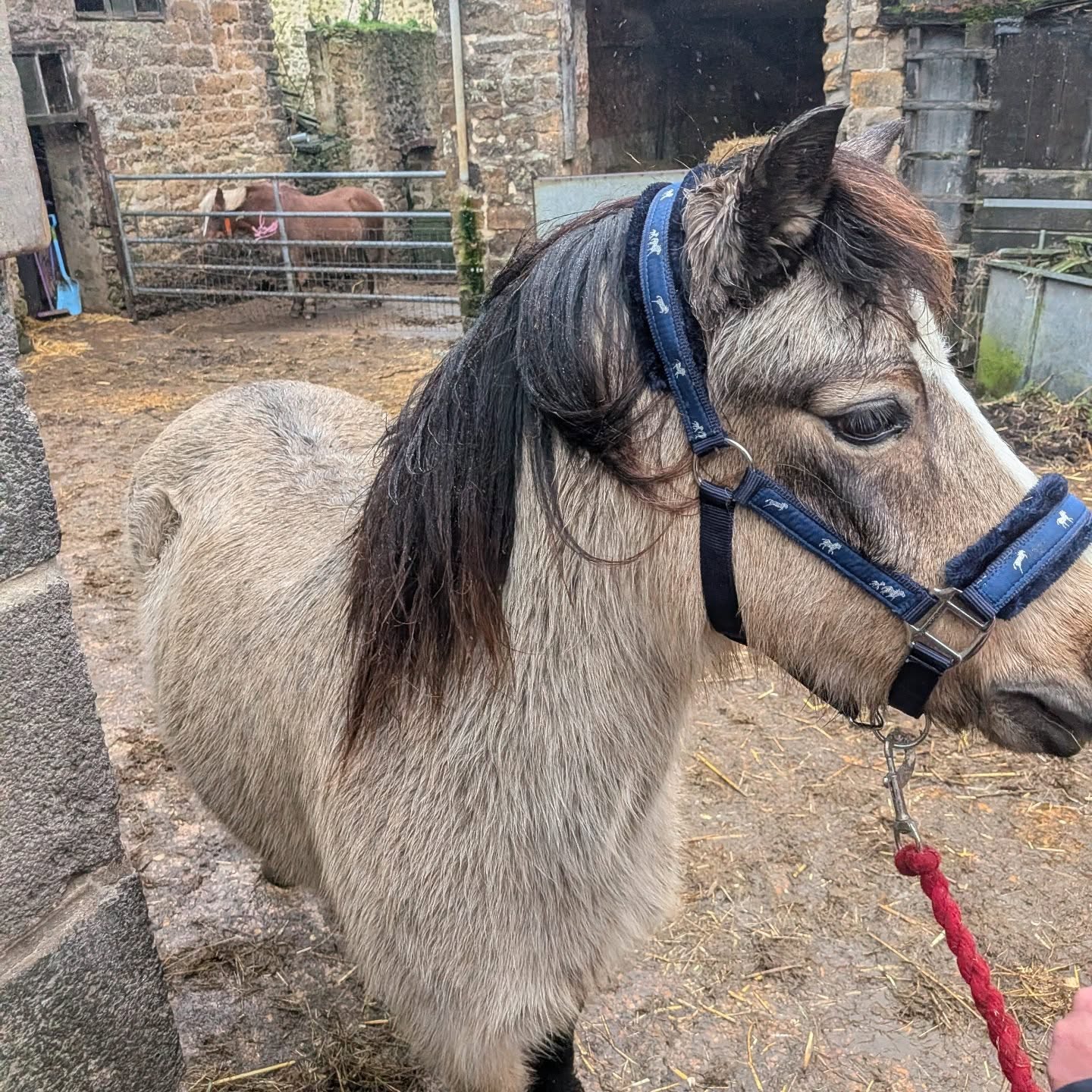 Today’s VIP passenger: Woody ✨
Fourteen years young, ten years in one place, and now officially on his way to his next big adventure.
We had the honour of transporting this very handsome lad from the only home he’s known for a decade to start his brand-new chapter as a kids’ pony — a job description that involves small humans, big cuddles, and absolutely no personal space.
Change can be scary, but Woody handled it like a true professional… ears forward, heart open, and mane looking fabulous as always.
Here’s to fresh fields, tiny riders, and a lifetime of gentle hacks and sticky fingers.
Good luck in your new home, Woody — we think you’re going to be a superstar 🌟
#pony #horse #transport