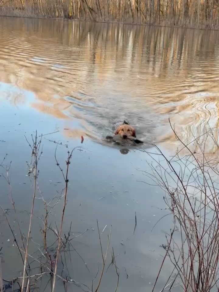 Rosie is in training with us and had a little break to go hunt a few times with her owner. This is why we train; to get the handlers to enjoy their dogs in the water and field.
.
.
.
#schillingsgundogs #schillingsgundogstraining #sgdtraining
#gundogtraining #duckhunting
