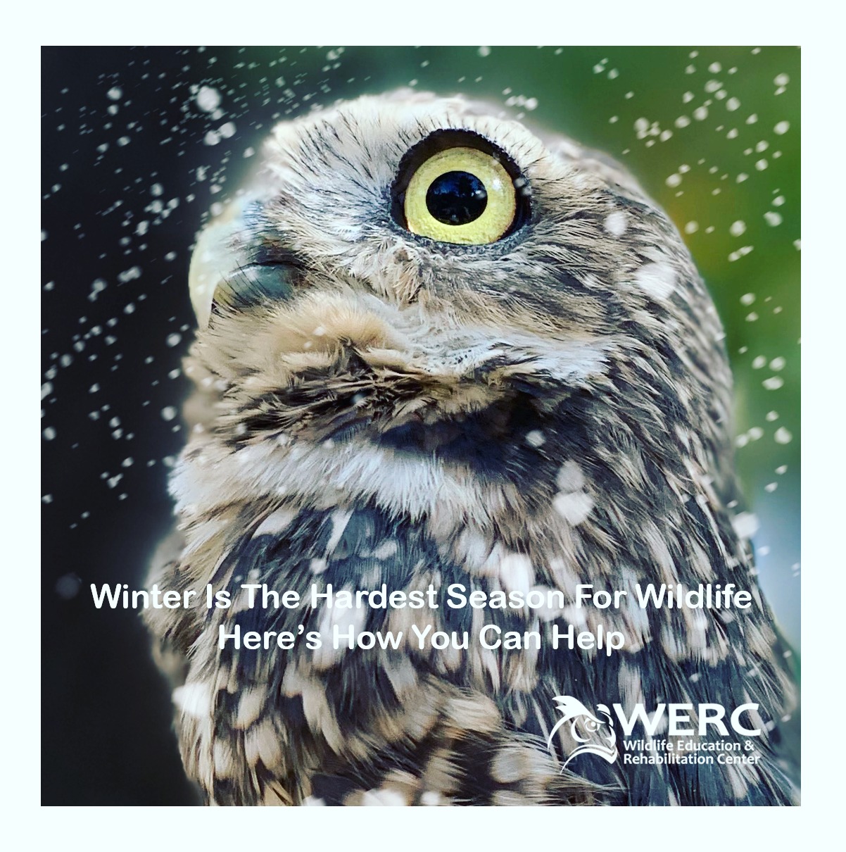 Winter in Northern California brings green hills, muddy boots, and a surprising amount of wildlife activity. While it may feel quieter outside, many animals are working hard to survive the cold, wet months—and the choices we make around our homes can make a big difference. Visit our website, link in bio