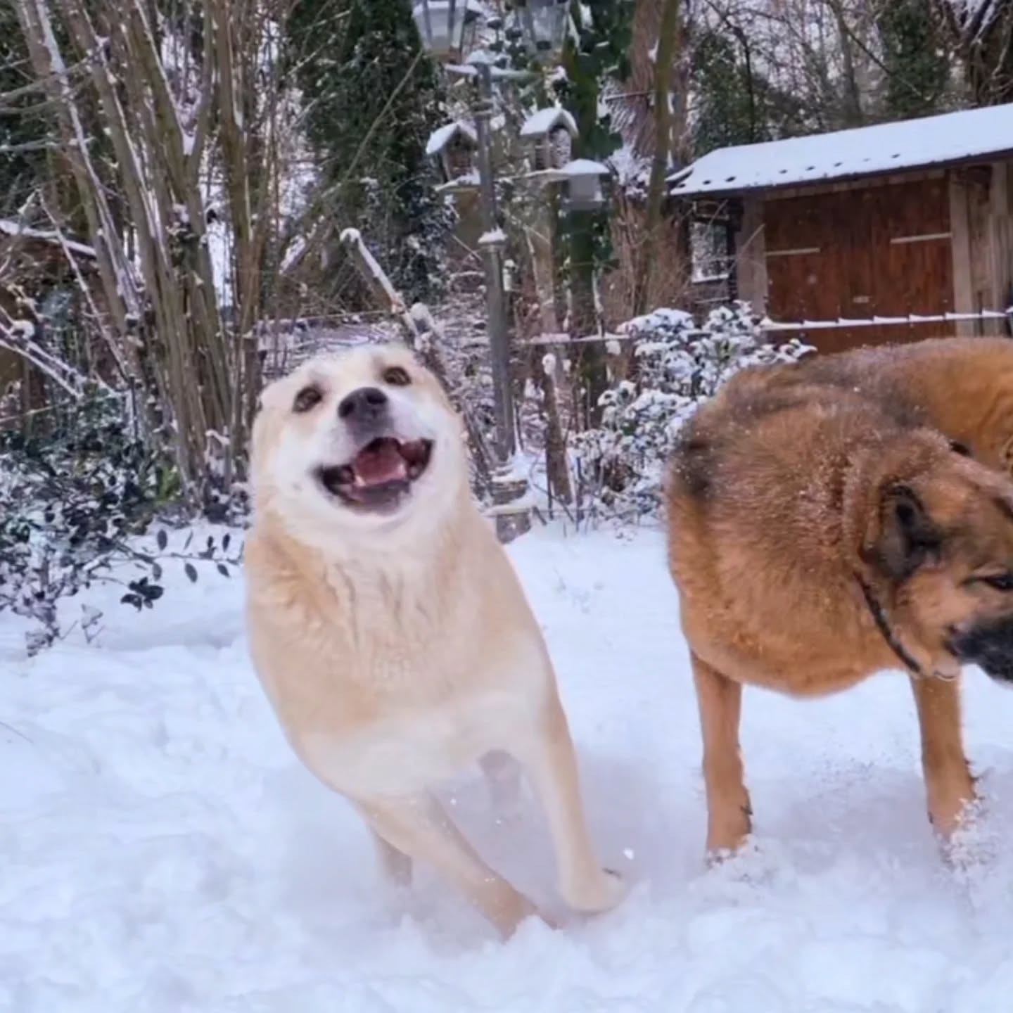 SCHNEEEEEEEHASEN.... ähm... Schneeeeeehunde ☃️🤍❄️🩵💙🌨
#mithundensprechen #hundeleben #hundeliebe #hundetraining #hundesprache spielgesicht