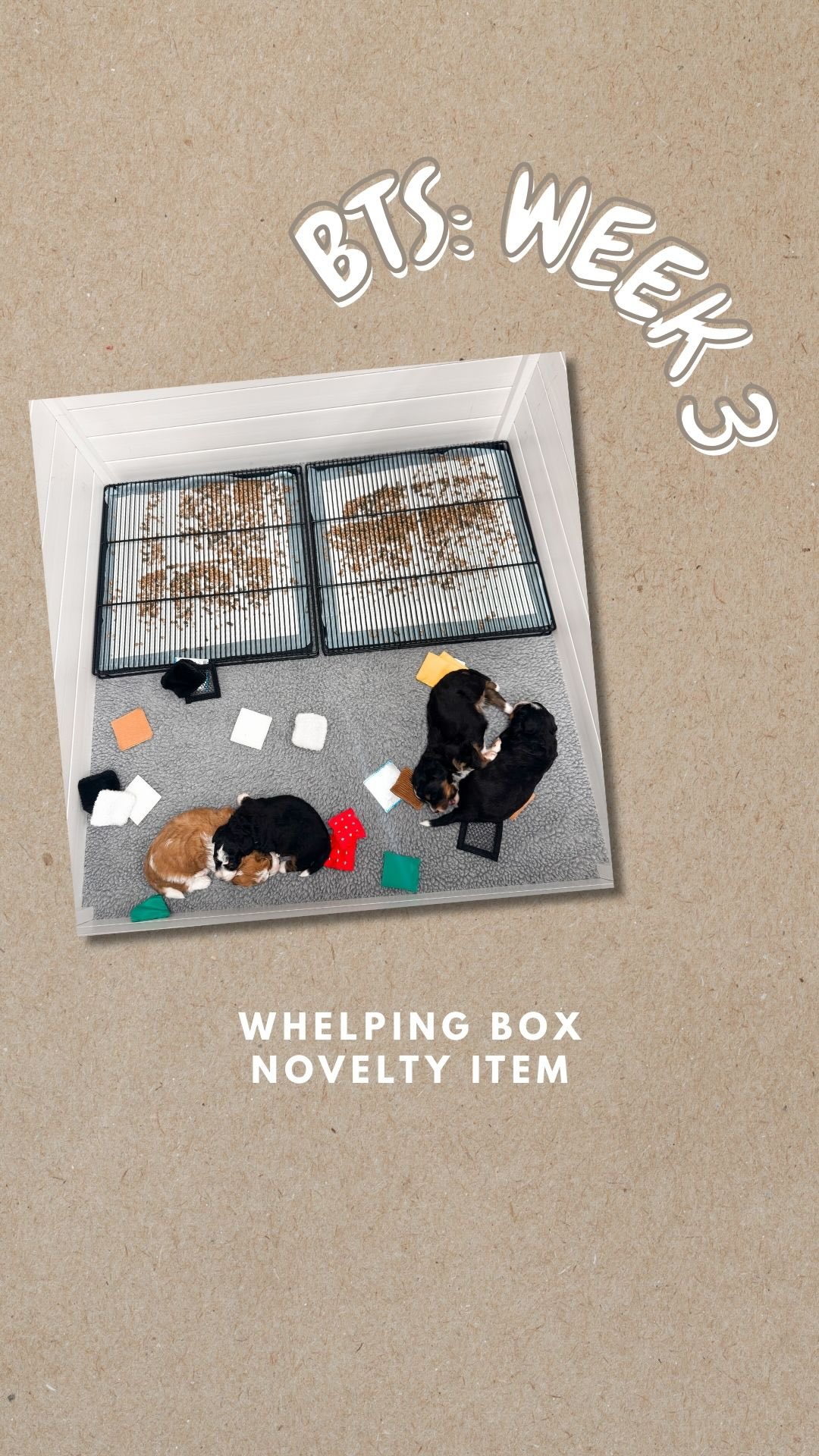 Introducing our first whelping box novelty item ๐พ
Early exposure happens slowly and gently at this stage. We follow their lead, keep things calm, and let confidence grow naturally.
Young Tiny Bernedoodle puppies resting and gently interacting inside their whelping box. The puppies have small fabric novelty squares scattered around them for early sensory exposure. Their space also includes raised potty trays lined with pellets, while the puppies cuddle, sleep, and explore nearby.