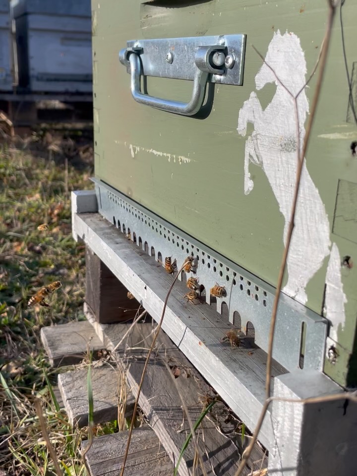 Le soleil brille, ça bourdonne devant la ruche… on dirait presque le printemps 🌞🐝
Et pourtant, on est encore en hiver!❄️
Quand les températures sont anormalement hautes pour la saison, les abeilles croient que le printemps est là.
Elles sortent, elles volent, elles s’activent…
Mais à cette période, il n’y a presque rien à butiner.
Résultat : elles dépensent beaucoup d’énergie pour pas grand-chose.
C’est pour ça qu’un vrai hiver est essentiel.
Quand il fait froid, les abeilles restent dans la ruche, bien serrées les unes contre les autres.
Elles économisent leur énergie pour tenir jusqu’au vrai retour des fleurs 🌸
Alors oui, le soleil fait beaucoup de bien et voir de l'ctivité en hiver c'est joli ...🌞🐝
Mais pas trop de chaleur encore, on reste en hiver ! ❄️
#AbeillesEnHiver #ProtectionDesAbeilles #VieAuRucher #Occitanie #productrice