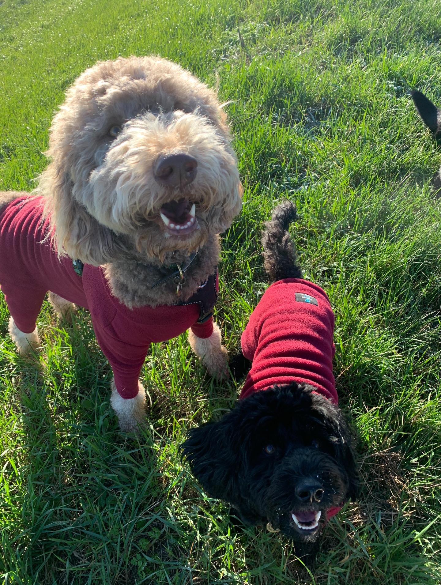 📸 Highlights from this week. The temperature might have dropped, and the rain might have poured, but our pups were still wagging their tails and loving every moment.
📍Covering SS0 to SS5
📩 message us if you need a hand with your pup
#dogwalker #dogwalkingservices #dogwalkergreatwakering #dogwalkerhockley #dogwalkerrochford
