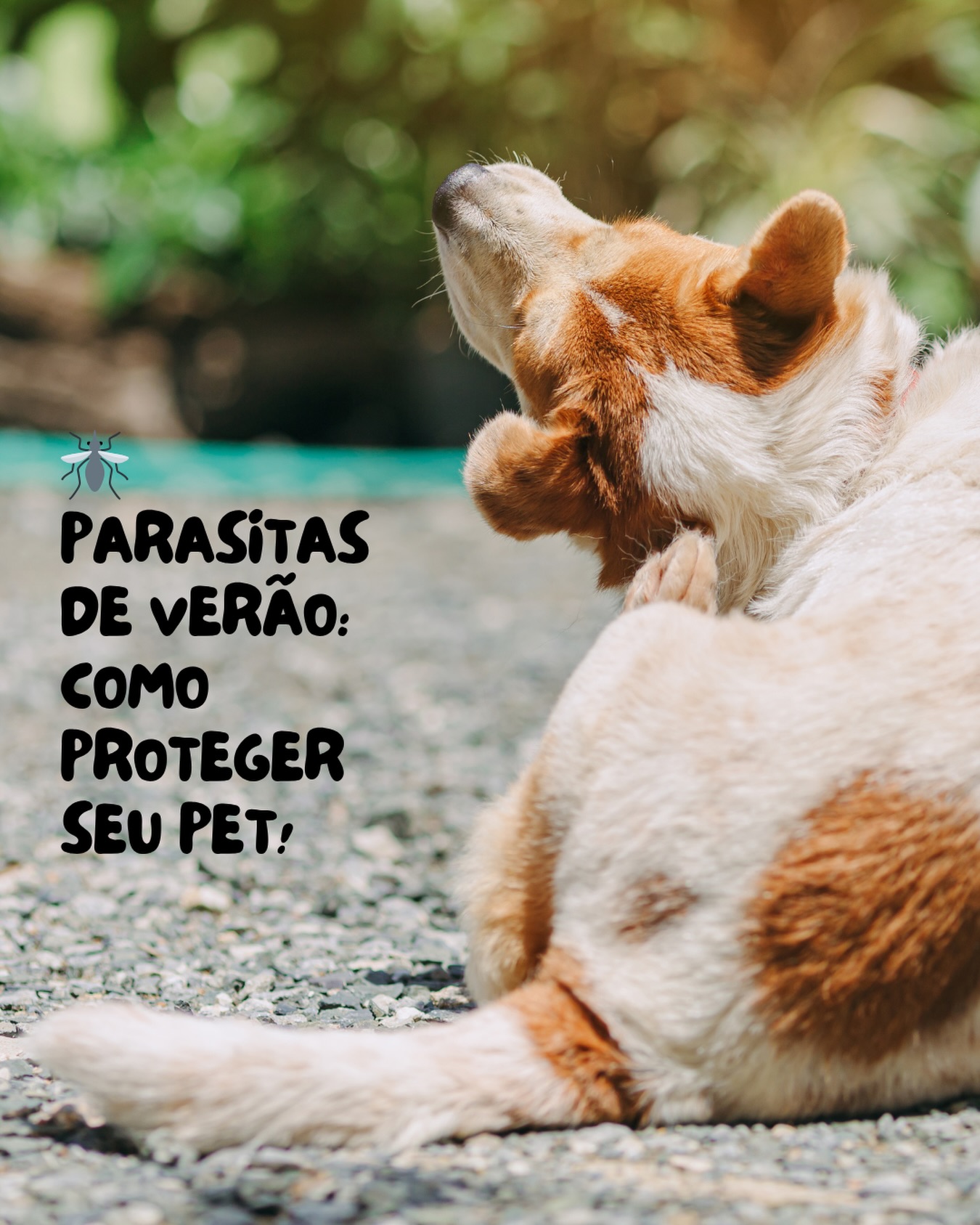 O calor chega e, junto com ele, pulgas, carrapatos e mosquitos aparecem em dobro.
Essas pequenas pragas se reproduzem mais rápido nas altas temperaturas e podem causar muito mais do que coceiras — elas transmitem doenças sérias e colocam em risco a saúde do seu pet.
💛 Principais vilões da estação:
• Pulgas: além do incômodo, podem causar alergias e transmitir vermes.
• Carrapatos: transmitem doenças como a erlichiose e a babesiose, que afetam o sangue e a
imunidade do animal.
• Mosquitos: são responsáveis por doenças como a leishmaniose e a dirofilariose (o famoso “verme do coração”).
🌞 Como prevenir:
1⃣ Use antiparasitários regularmente. Consulte o veterinário para escolher o produto mais adequado — coleiras, comprimidos ou sprays.
2⃣ Higienize o ambiente. Lave cobertores, caminhas e brinquedos com frequência e mantenha o quintal limpo e seco.
3⃣ Evite áreas de risco. Locais com mato alto e acúmulo de folhas são redutos perfeitos para carrapatos.
4⃣ Banhos regulares. Ajudam a identificar sinais precoces de infestação e mantêm o pet fresco e
confortável.
5⃣ Atenção redobrada após passeios. Examine o corpo do pet, especialmente orelhas, axilas e entre os dedos.
🚨 Sinais de alerta: coceira constante, feridas na pele, apatia, falta de apetite ou manchas no corpo podem indicar infestação ou doenças transmitidas por parasitas.
Se notar algo diferente, procure o veterinário o quanto antes.
No verão, o cuidado precisa ser constante — mas com prevenção e carinho, seu pet fica livre de parasitas e cheio de energia para aproveitar a estação com saúde! ☀🐾
#Petplace #VerãoPet #CuidadosComOPet #SaúdeAnimal