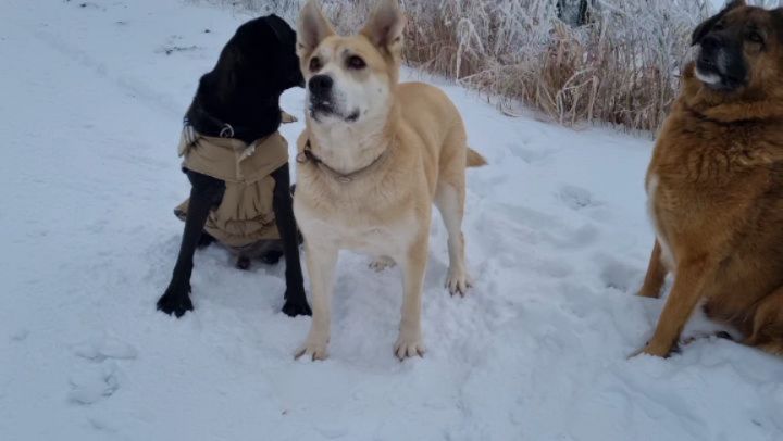 .... Quatsch mit Hund oder... bei uns gibt es niiiiie Kekse 😅🍪 😊🥰
Süsse Bande, schön zuhören 🤍💙🤭
#winter #quatsch #quatschkopf #hunde #schneeflöckchen
