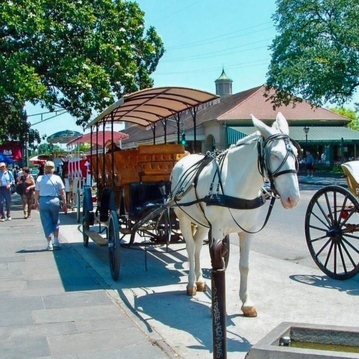 Dive into the soul of New Orleans with our 4-5 day travel itinerary! Experience the vibrant Zydeco and Blues scenes in the heart of the French Quarter. From Bourbon Street to Jackson Square - every moment is a celebration! 🎶✨ #NewOrleans #TravelItinerary #Zydeco #Blues #ExploreMore Link in Bio