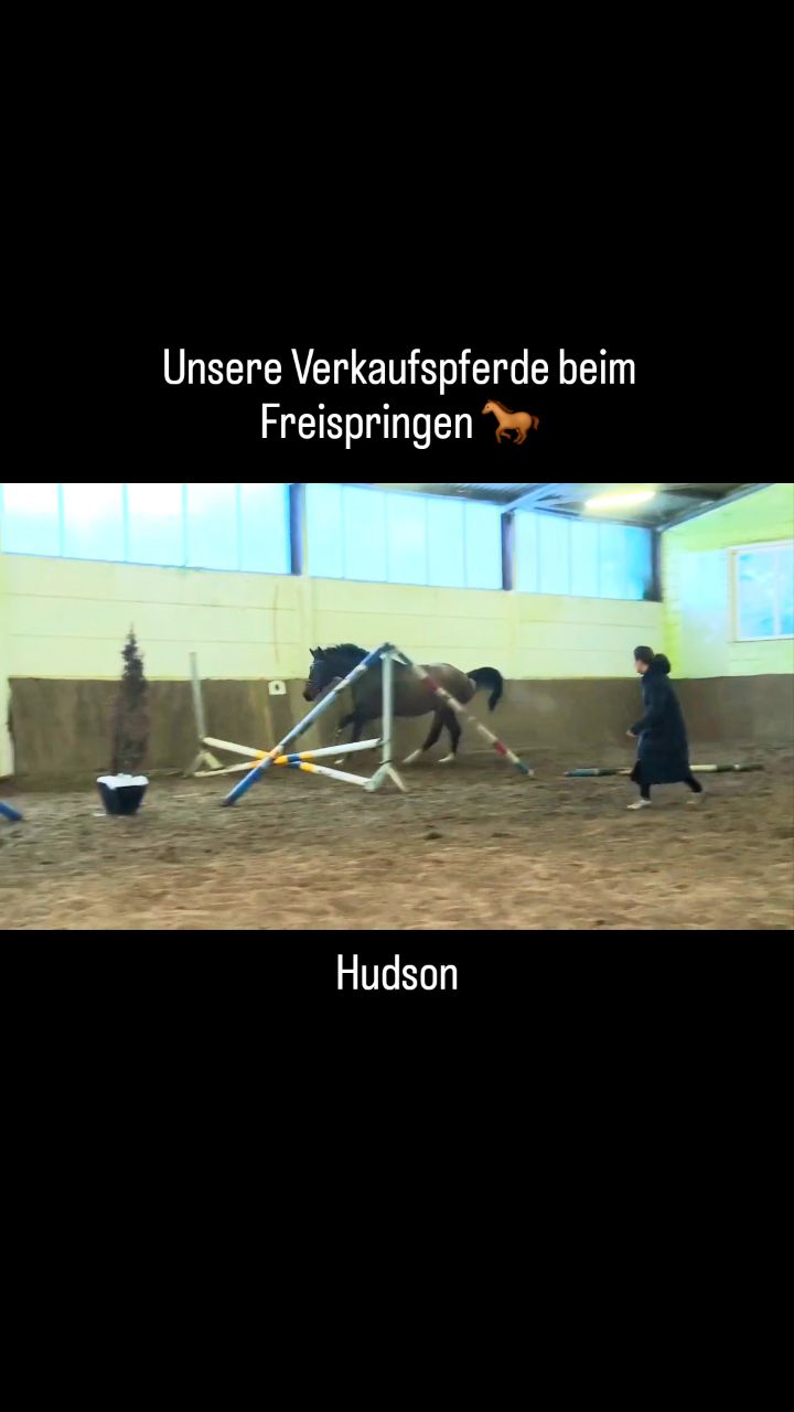 „Unsere Verkaufspferde beim Freispringen – ein kleiner Einblick in Talent, Technik und Motivation 🐎✨
Jedes Pferd hat seinen eigenen Charakter und sein Können – schaut euch die Highlights für mehr Infos an!
Interesse an einem Pferd? Schreibt uns gerne direkt über DM oder besucht unsere Homepage.“
#Verkaufspferde #Freispringen #Pferdeliebe #Pferdewelt #Springpferde #Pferdetraining #Reitpferde #Pferdeverkauf #Dressurpferde #Springpferdeausbildung #Pferdealltag #Pferdefans #Pferdesport #Pferdezucht #Stallleben #maresilange