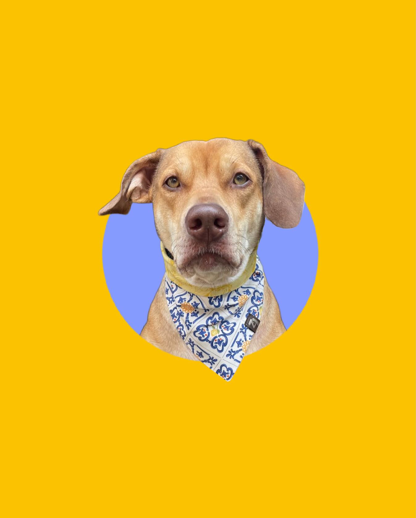 ✨ WELCOME BACK SCARLETT JO! ✨
This gorgeous face belongs to another returning ambassador: Scarlett Jo! This will be Scarlett’s second year as a Zoe & Juniper ambassador, and she brings her stylish model smize to every photoshoot!
Scarlett can be described as an “energetic drama queen”
Follow @scarlett_themysterymutt for a masterclass in modelling that would even teach Tyra something new 💁🏼♀️
#DogAmbassador #BrandAmbassador #LondonOnt #CanadianDogs #DogsOfInstagram DogBandanas DogBrands