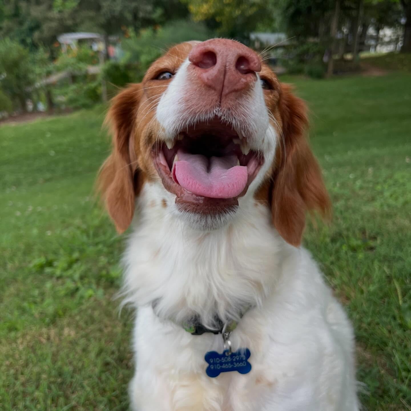 Headed back to see Miss Luna and Miss Birdie, and especially Hanky Pank.
We’ve already been sharing recipes to bake a triple decker mud pie, Birdie’s fav!
Hanky Pank said he might be ready to start his Toebean Finder or OnlyPaws fan site but he’s got to get in the mood to absolutely take everyone’s money because once those beans hit the web, it’s over.
In other news, hoping the ground is hard enough so that Birdie and Luna give the mole hunting a timeout and just stick to dirtballs. Stay tuned for updates!