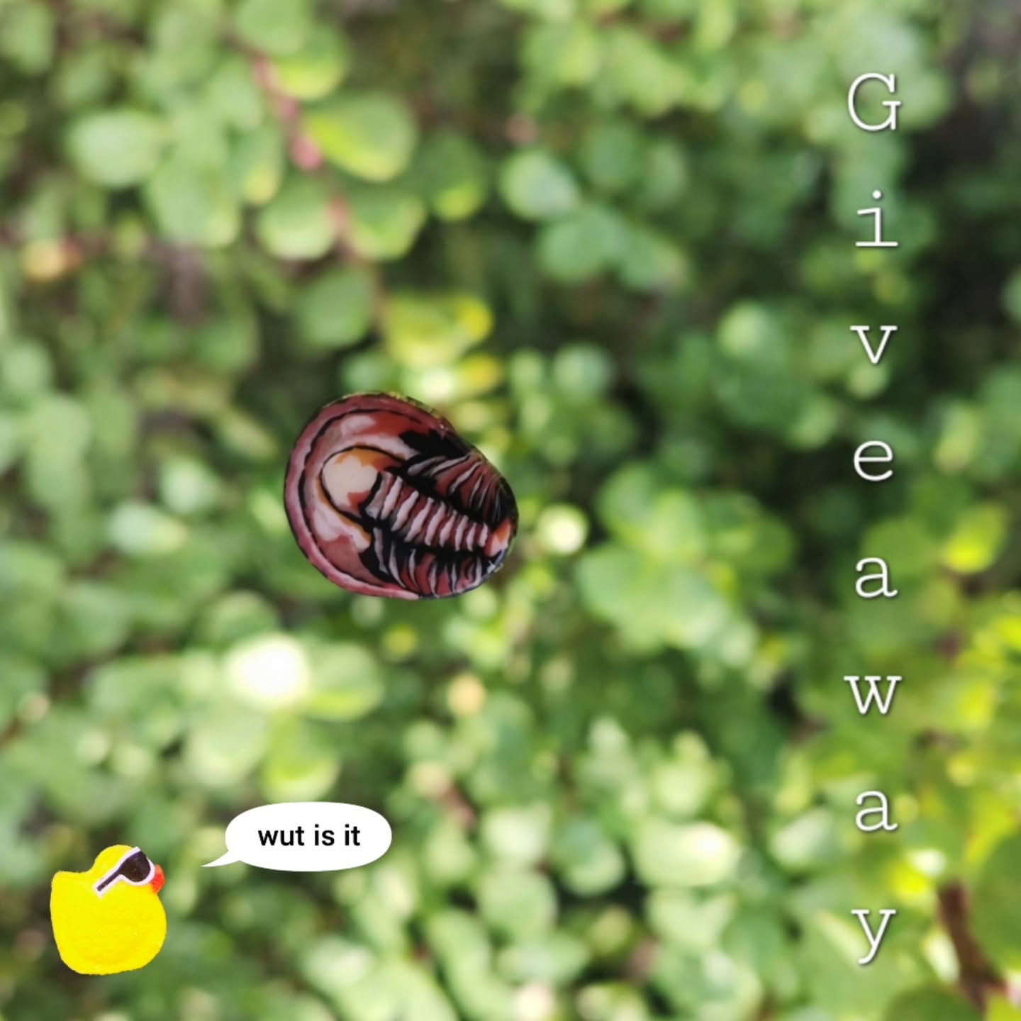 FREE GLASS GIVEAWAY 🎁
Like this post to enter 👇
Glass trilobite by @stephen_boehme
Winner in our story 1/18 🎁
drop a comment or emoji below for an extra entry 🔥
football giveaway loading… 🐣🏈