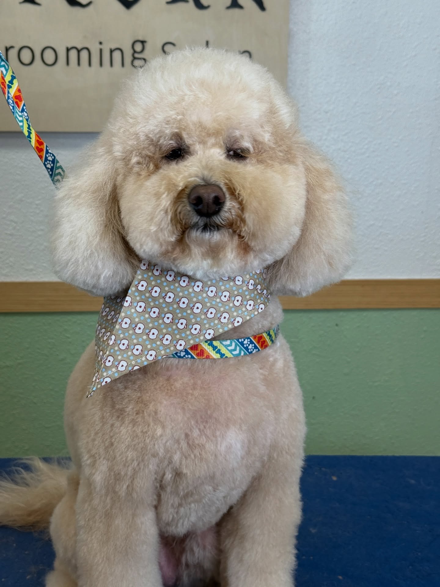 Transform your pet’s look with precision and care. ✨
At Unicorn Pet Salon, every grooming session is tailored to your furry friend’s unique needs.
📍 18582 Beach Blvd STE 8C, Huntington Beach, CA 92648
📞 949-508-9155
🐾 Ready to book? Tap the link in our bio to reserve your appointment today!
💻 https://www.unicornpetsalon.com/book-online
