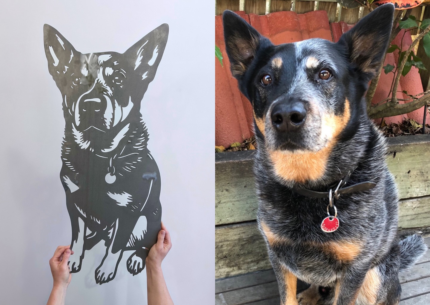 Now that Christmas has packed away its tinsel and we’re well and truly into the new year, we can finally share some of the custom pieces we had the honour of creating late last year.
Once November and December hit, we go quiet on keepsakes. Many of them are gifts from Santa, and surprises are sacred around here. But Santa’s back at the North Pole preparing for next Christmas, which means we can now share the gorgeous pets and the stories behind them.
Meet the undeniably handsome Maverick 🖤
Mav’s dad, Mark, reached out wanting a custom piece so Maverick could be back where he belongs. At home. In the garden. Watching over things.
This photo was taken prior to welding and finishing, but even in its raw state, Mav’s statue is something special. Strong, detailed, and unmistakably him.
One of our favourite pieces to date ☺️
A stunning keepsake for a truly stunning boy.
#miacooperandco #custompetportrait #blueheeler #petmemorial #australiancattledog