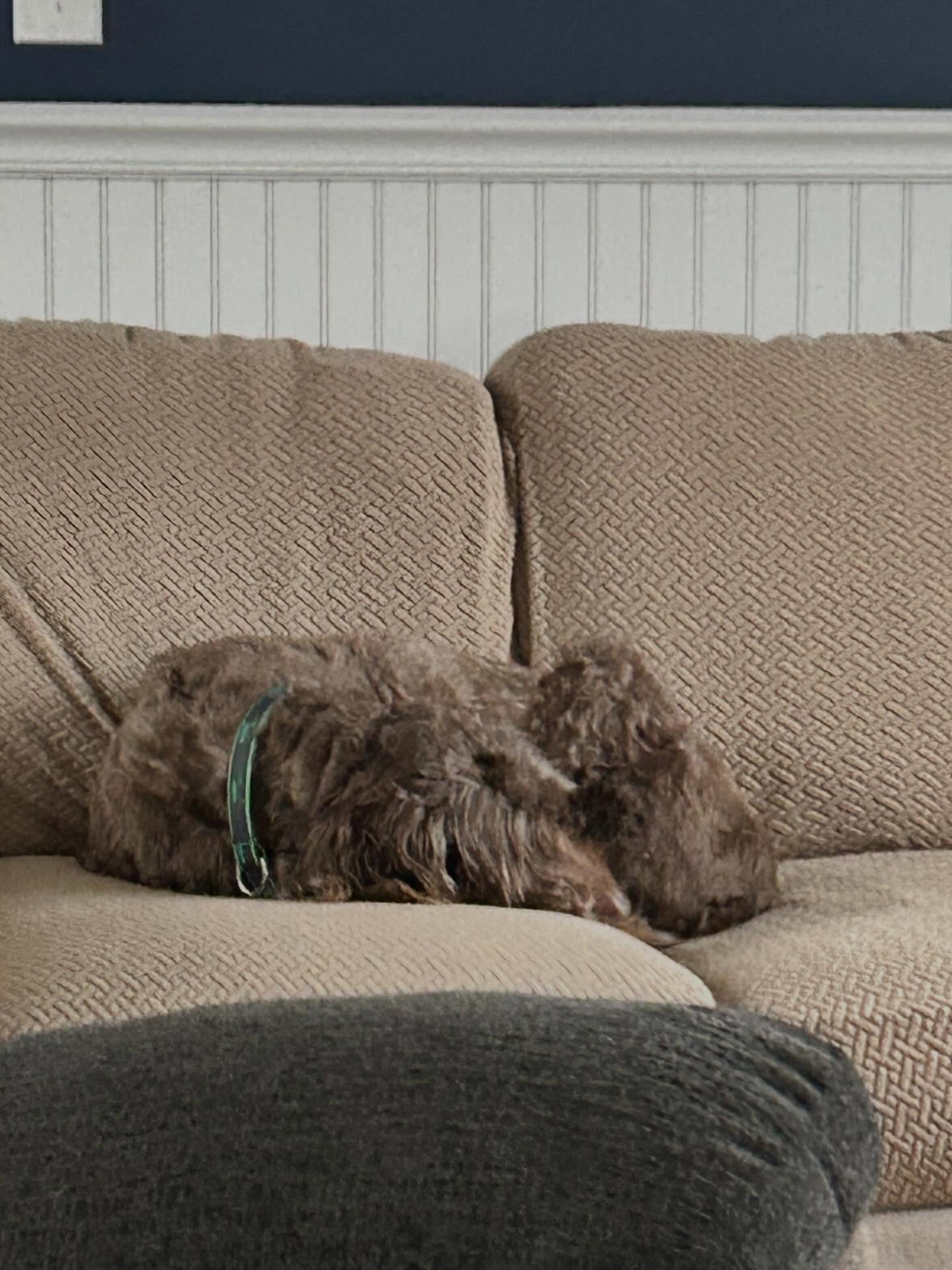 Charlie and Juno taking a nap time break after a very busy day of play 😁🐶