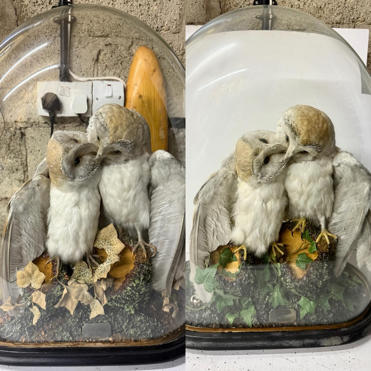 Pair of barn owls that were restored and cleaned. These were mounted back in 1890 as a wedding present for my customer’s great grandparents. They wanted them spruced up as they were showing signs of age and needed a good clean. I set to work and fumigated the piece first, considering the age of this piece, it has held up tremendously with no sign of any bugs or previous pests. Always wear PPE when restoring old pieces due to arsenic being used to treat the specimens. Both barn owls and the groundwork were thoroughly cleaned. I restored the colour back into the feet and around the eyes of the owls. At the customers request I replaced the old ivy with new green ivy.
Also as I was working on this piece, I realised that these are infact two male barn owls. Which I think is brilliant because I don’t think that was the intention as this is a Victorian mount. So I present to you, a pair of lovely gay owls 🌈💅✨🦉 I love it!