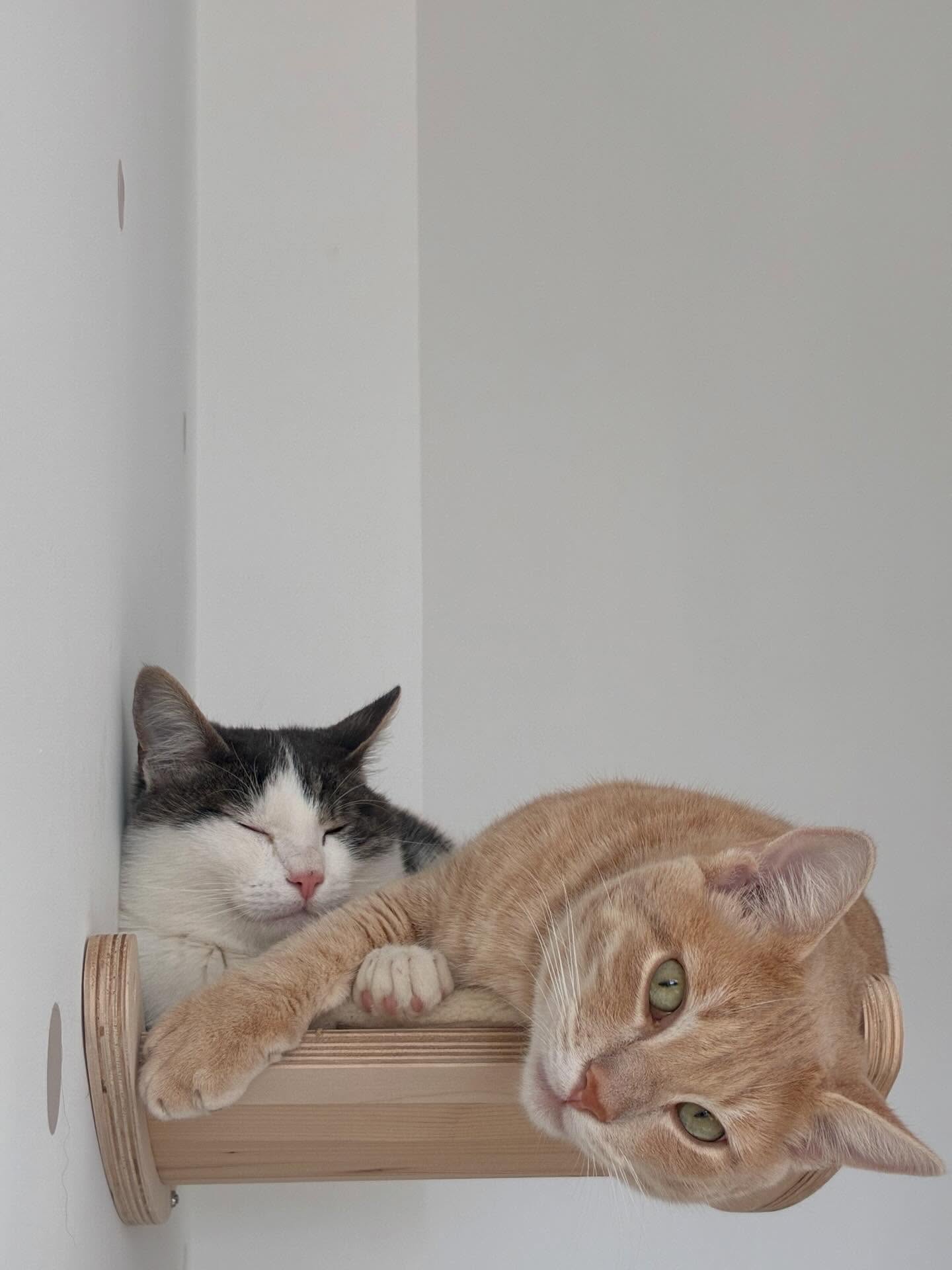 Alors, comme ça les chats seraient bagarreurs et solitaires ?
Nos duos de copains nous prouvent le contraire 😻
En pension, tout est différent, notamment la notion de territoire, ici, tout le monde est en vacances, personne ne défend rien… et c’est pour ça que tout se passe si bien 🤩
Selon les caractères, certains se font des copains, d’autres préfèrent rester tranquilles 😌
Albus & Arlo, Mimi & Yogie, Lima & Atlas, Max & Félix, Voltaire & Néo, Lima & Aïko, Olaf & Naples et Olaf & Zorro 🐱